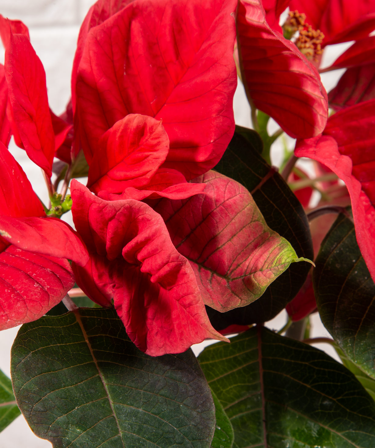 Poinsettia «Orchid Gallery» №1