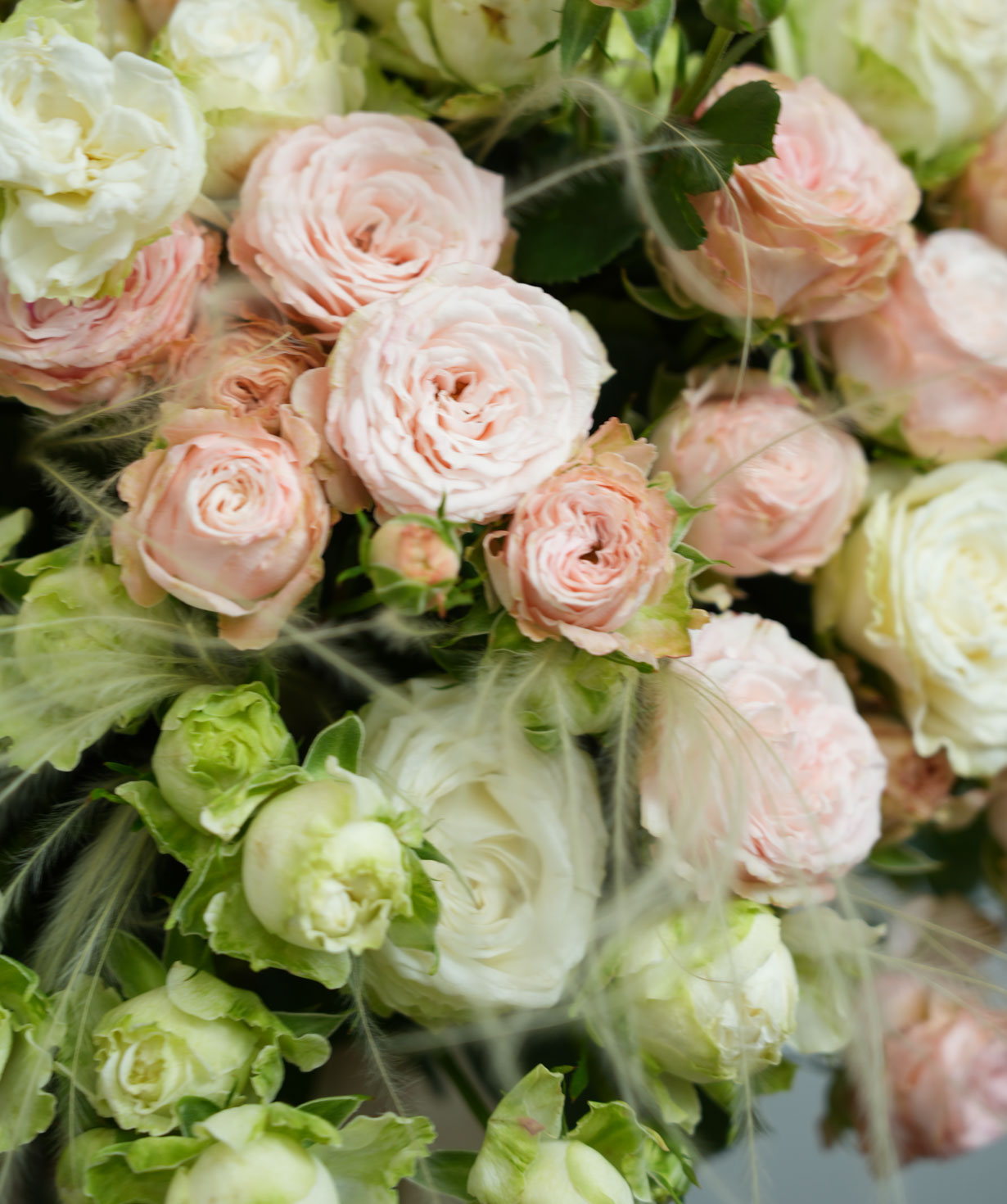 Պիոնանման Վարդեր 50-60սմ