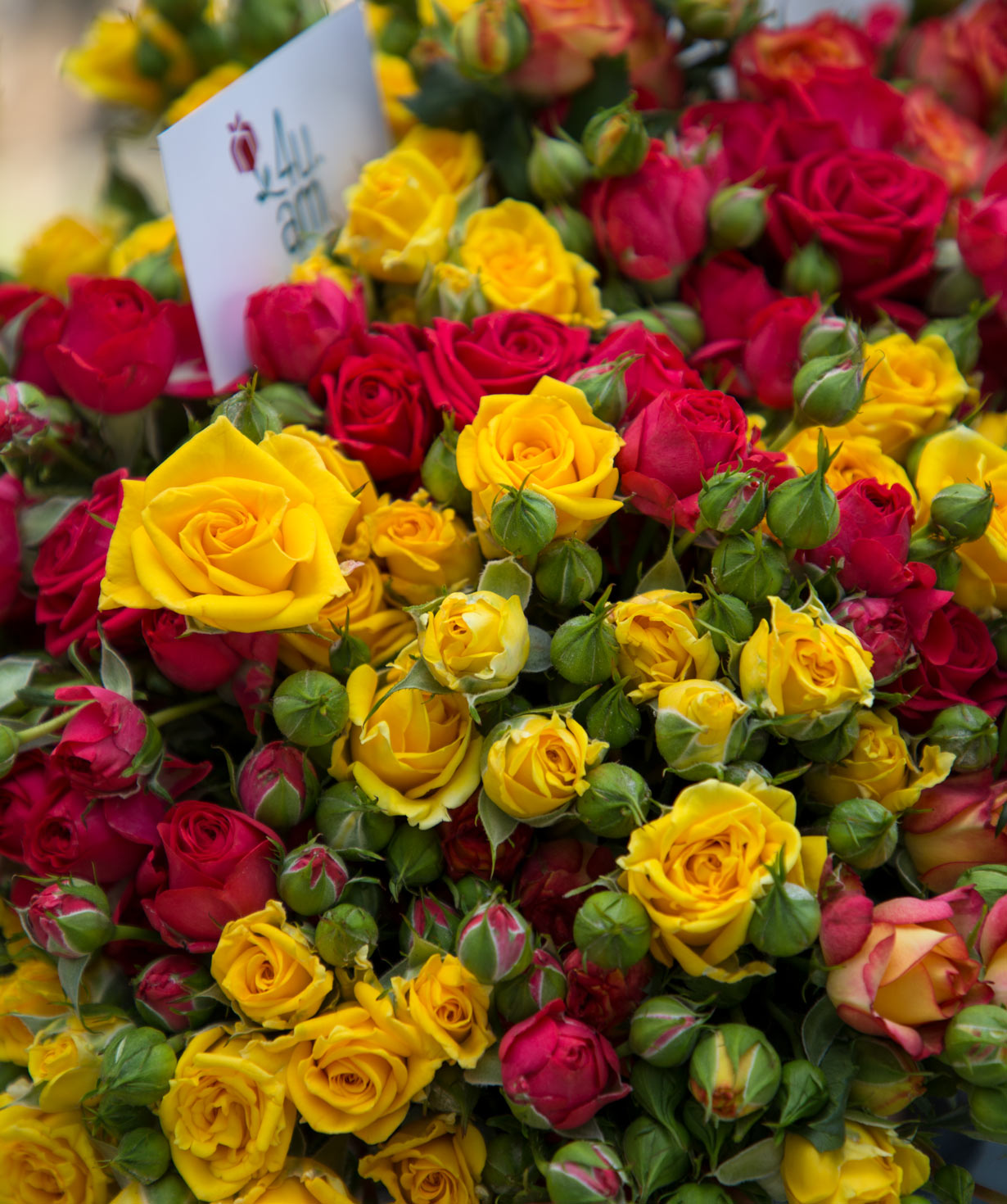Кустовые розы ''Портильола'' желтые и красные, 80 см