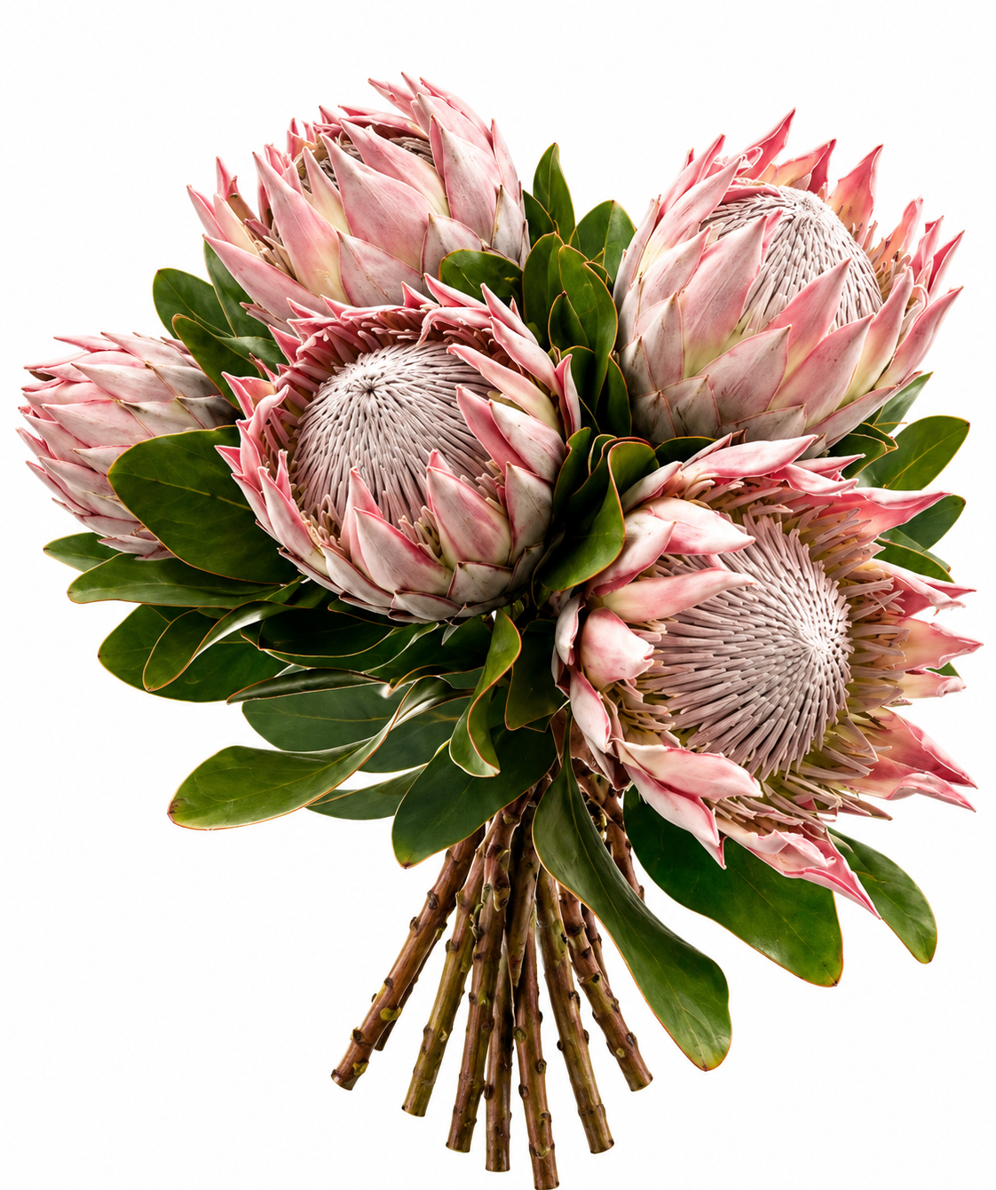 Պրոտեա «Harmony Flowers» մեծ, 1 հատ