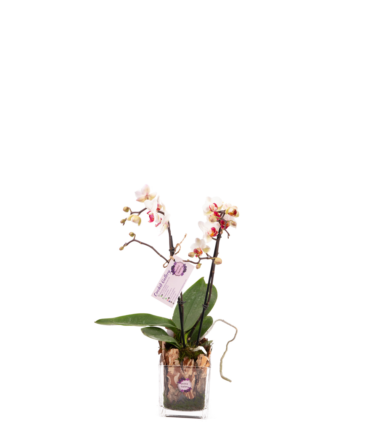 Растение «Orchid Gallery» Орхидея №38