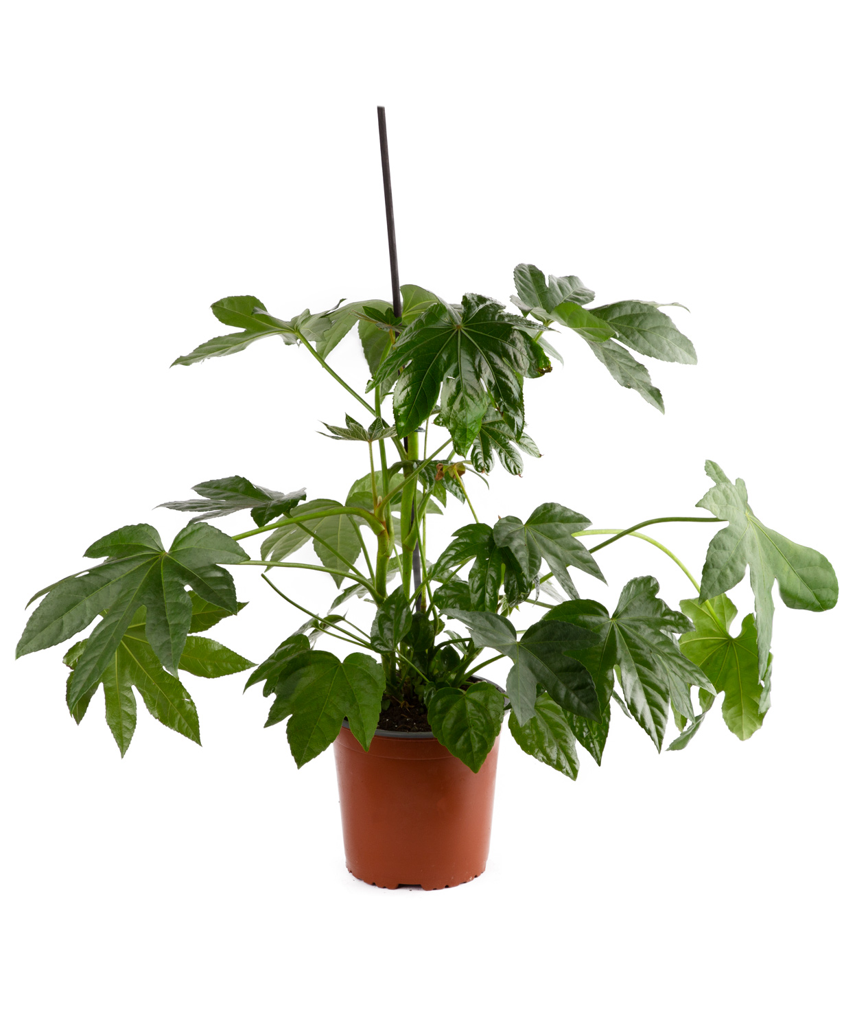 Fatsia japonica ''Orchid Gallery''