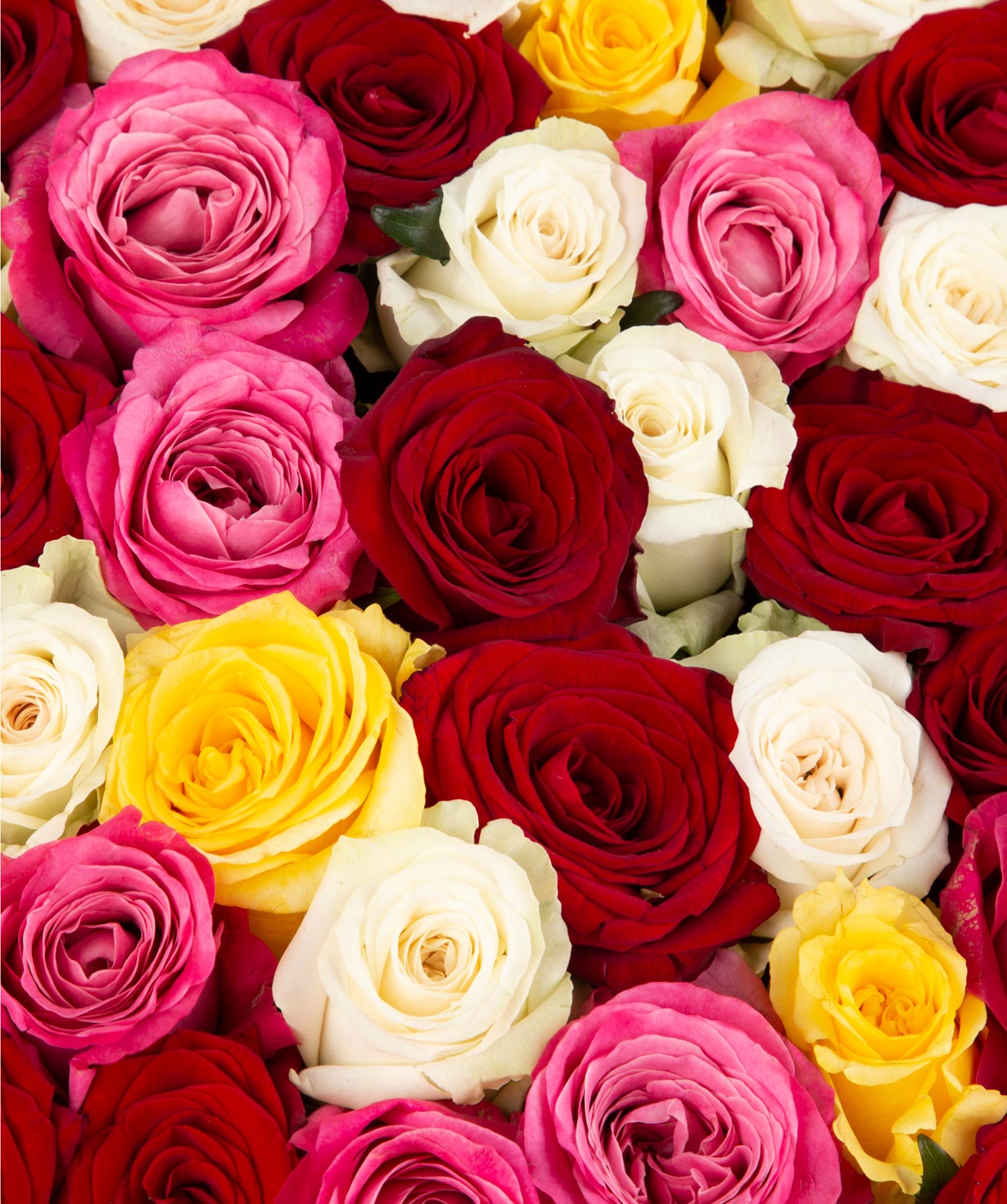 Կոմպոզիցիա «Ռիցիկոնի» վարդերով բազմագույն