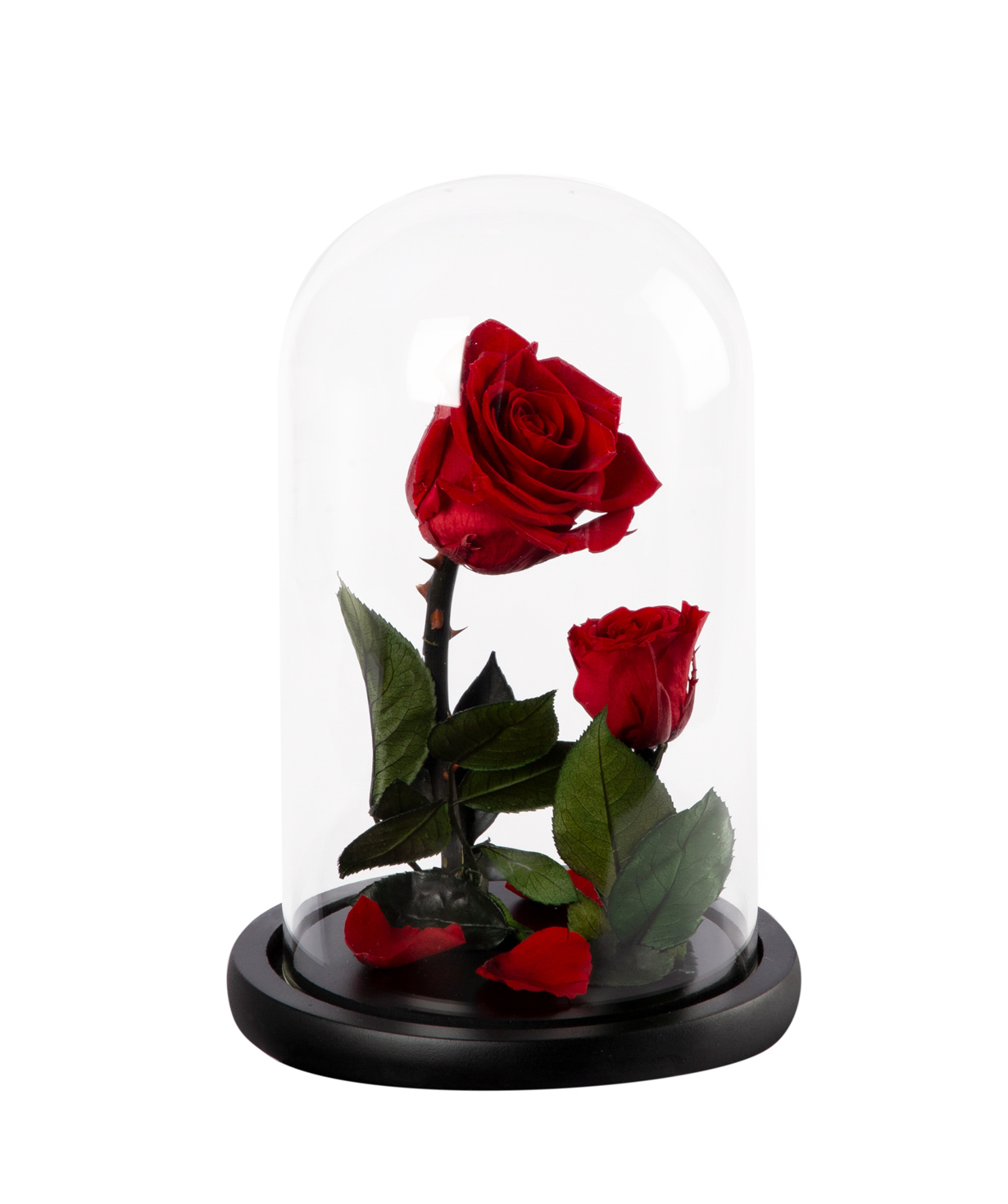 Վարդ «EM Flowers» հավերժական, Գեղեցկուհին և Հրեշը N1