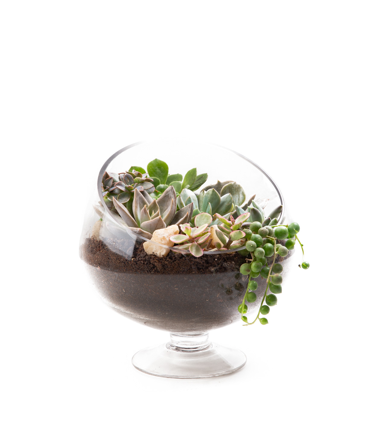 Растение «Eco Garden» Сукулент №50