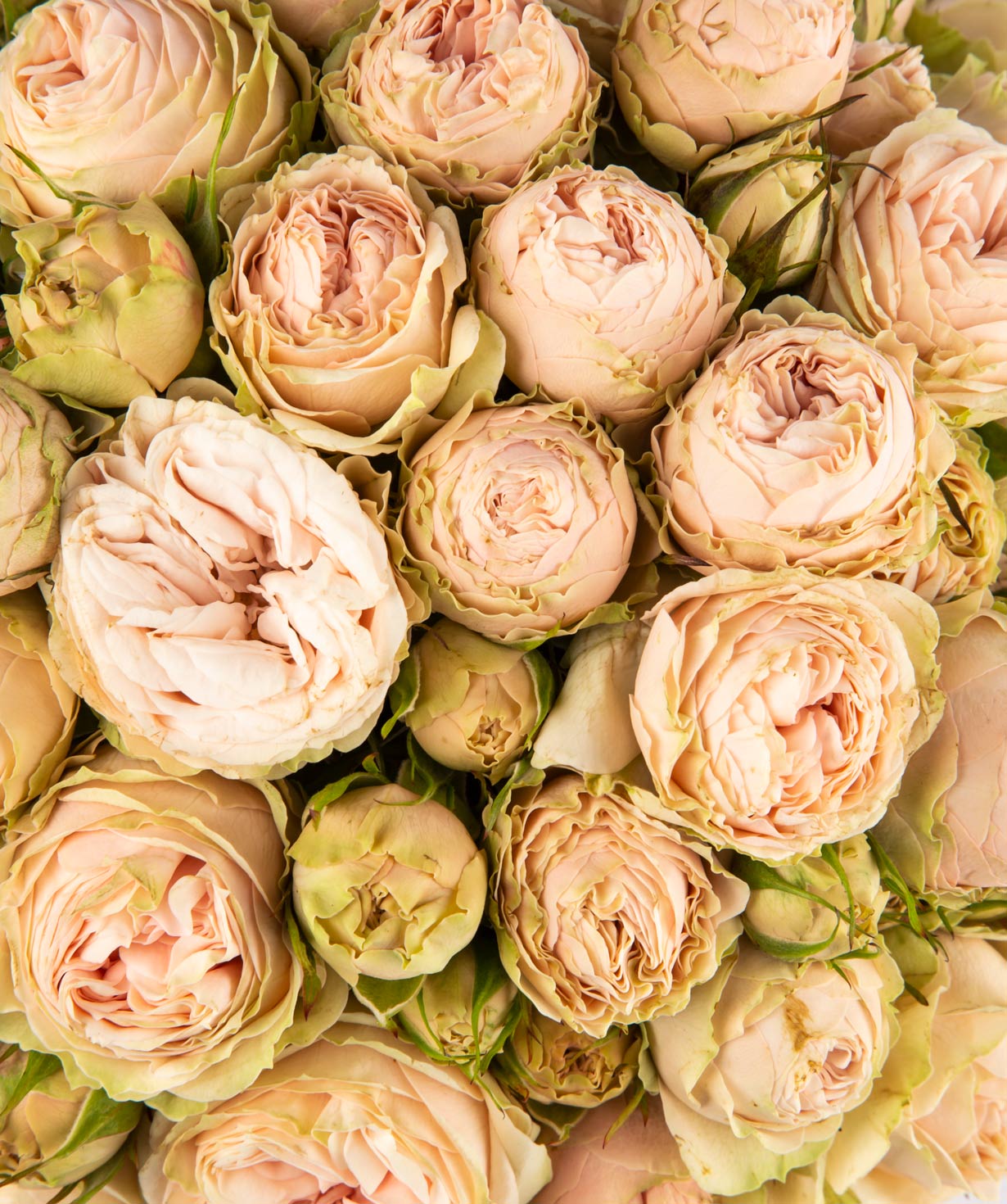Композиция `Аурора` с букетными пионовидными розами