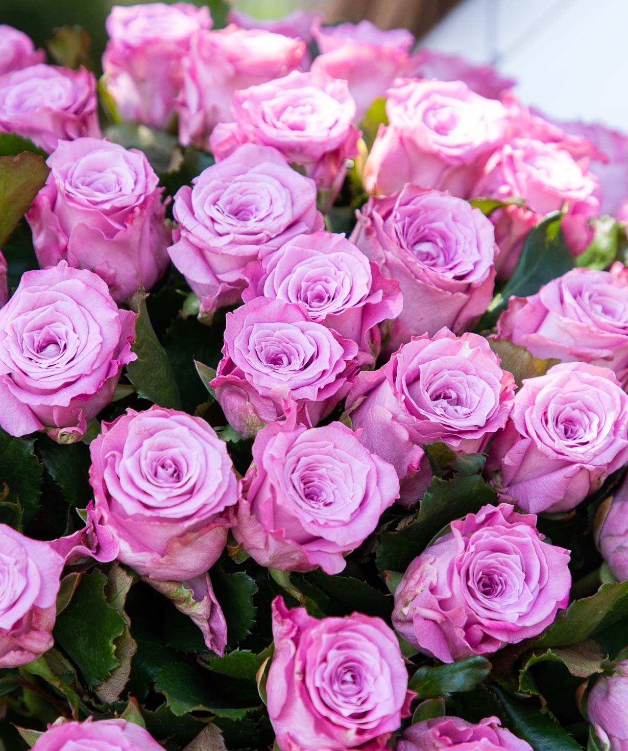 Ծաղկեփունջ «Maretim» վարդերով 51 հատ