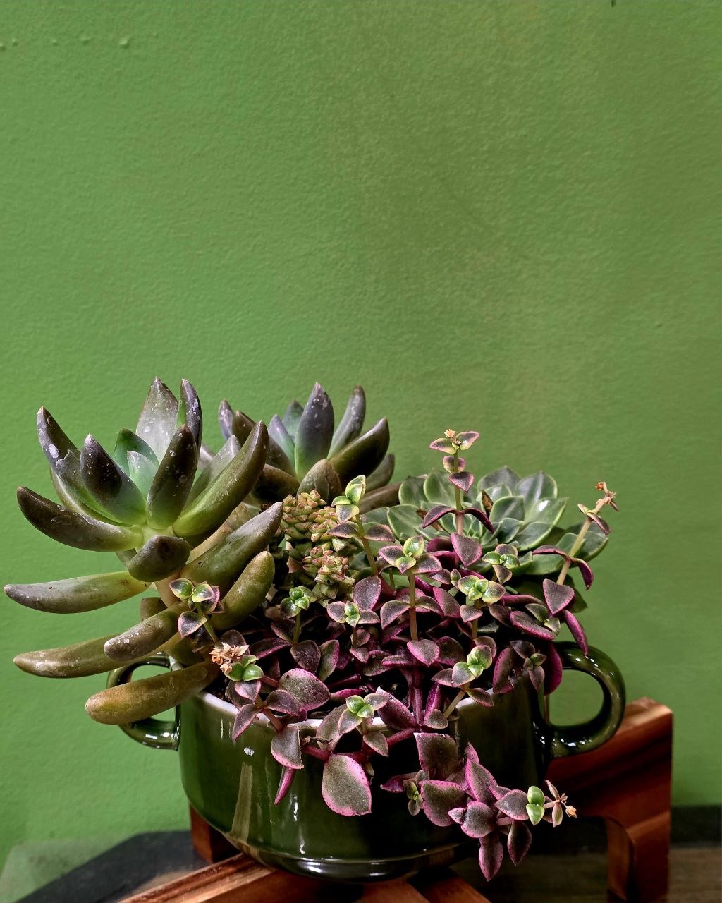Բույս «Greenarium» Սուկուլենտային կոմպոզիցիա №44