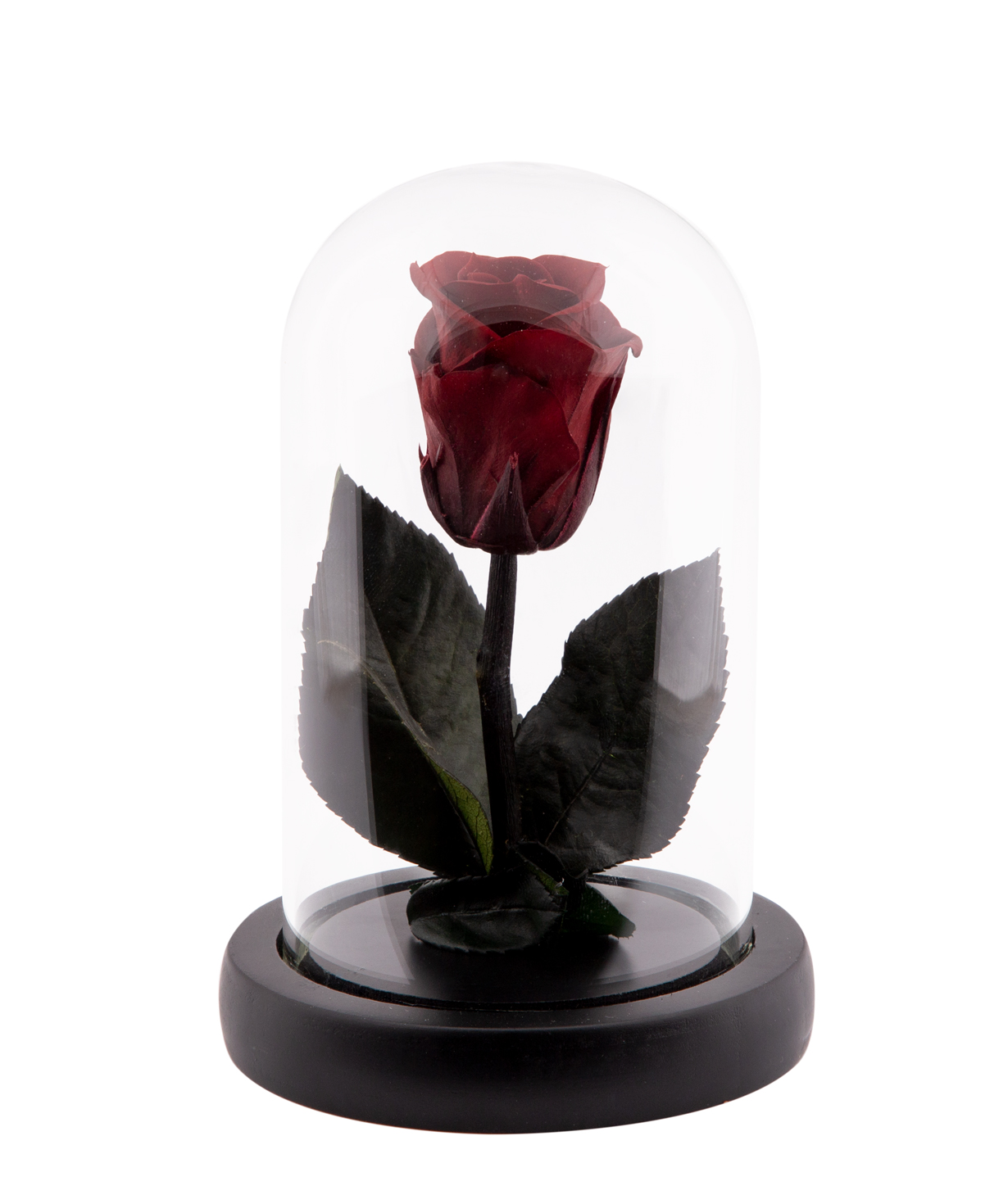 Rose `EM Flowers` eternal dark red 13 cm in a flask