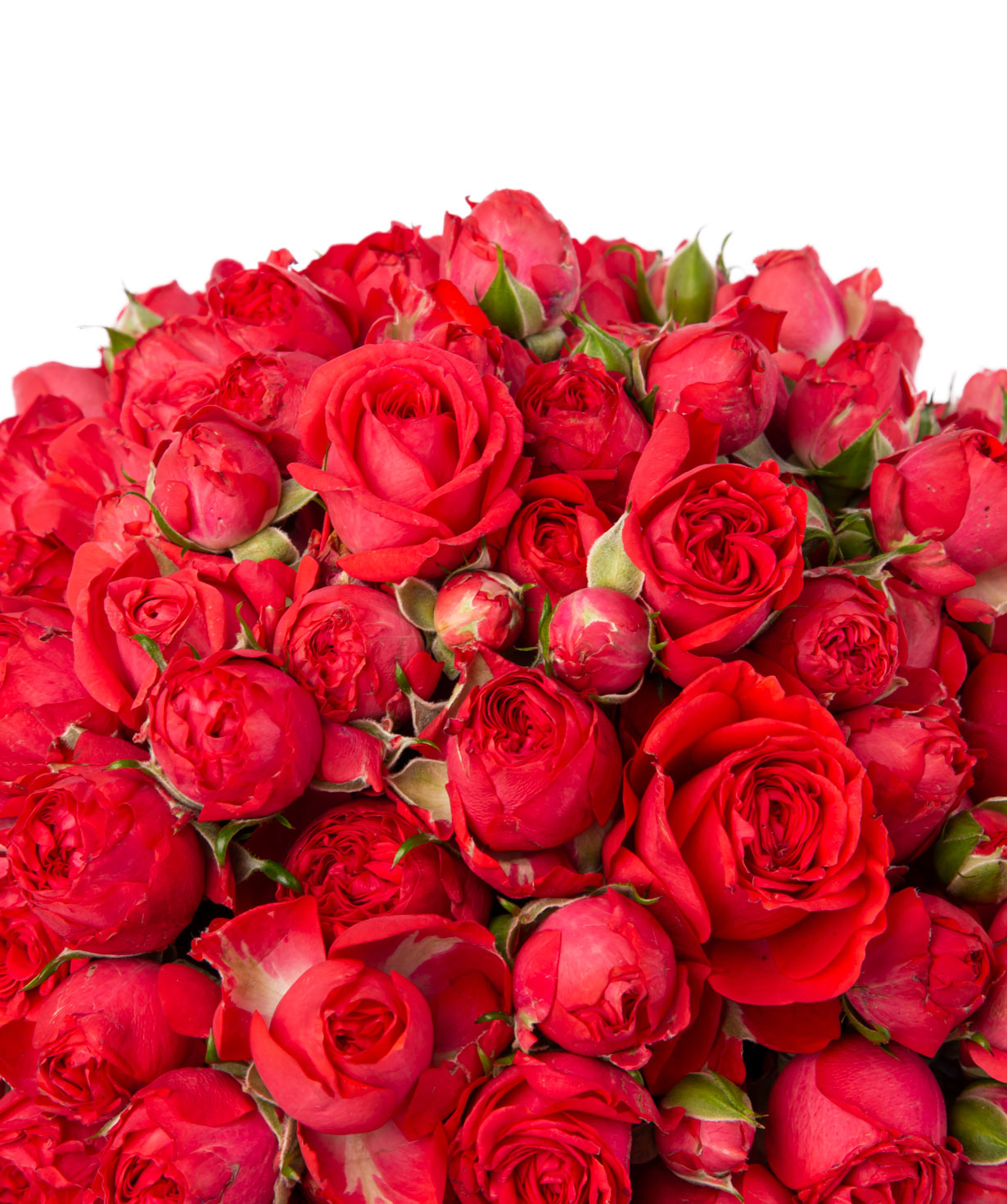 Կոմպոզիցիա «Կալիպսո» փնջային վարդերով