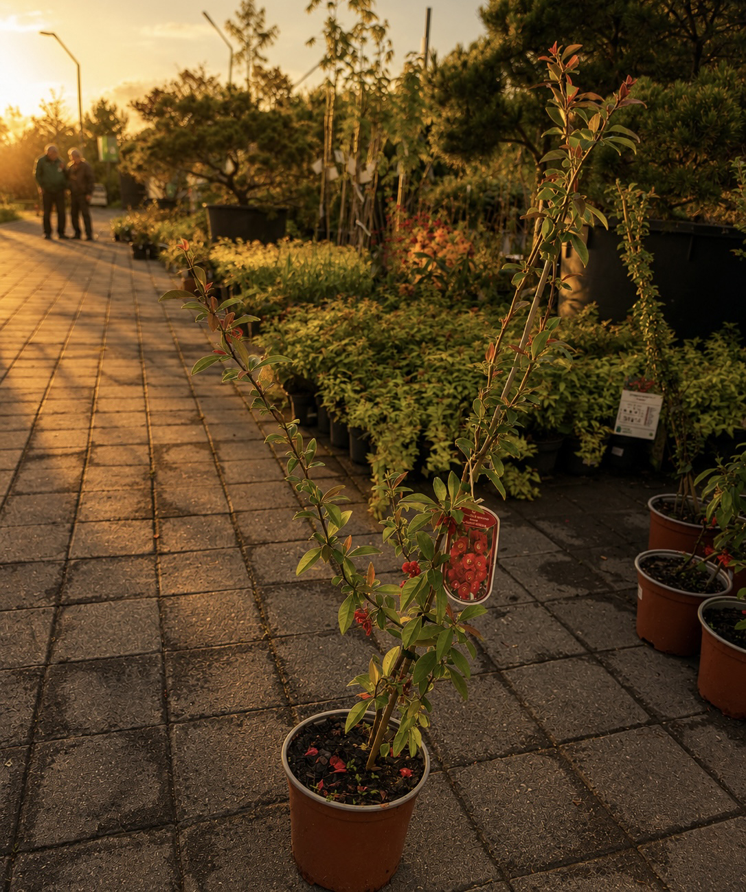 Բույս «O2 Gardens» Chaenomeles Japonica Sargentii