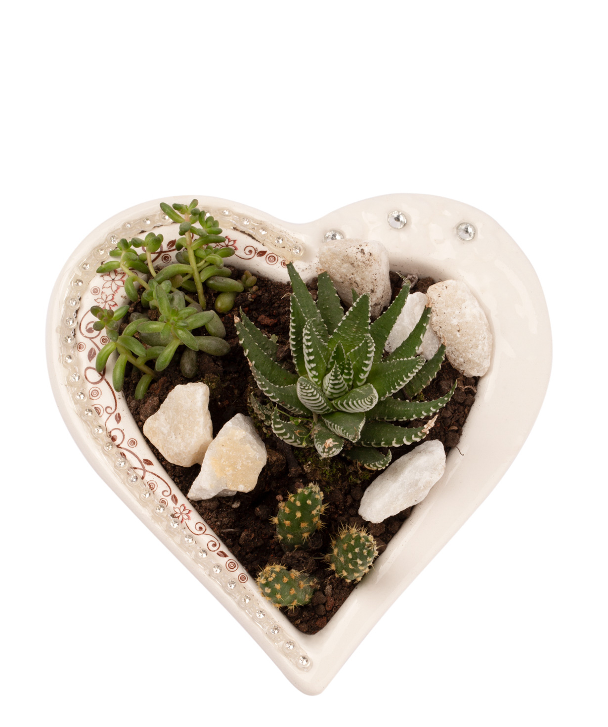 Plant `Eco Garden` Succulent, in a heart-shaped container