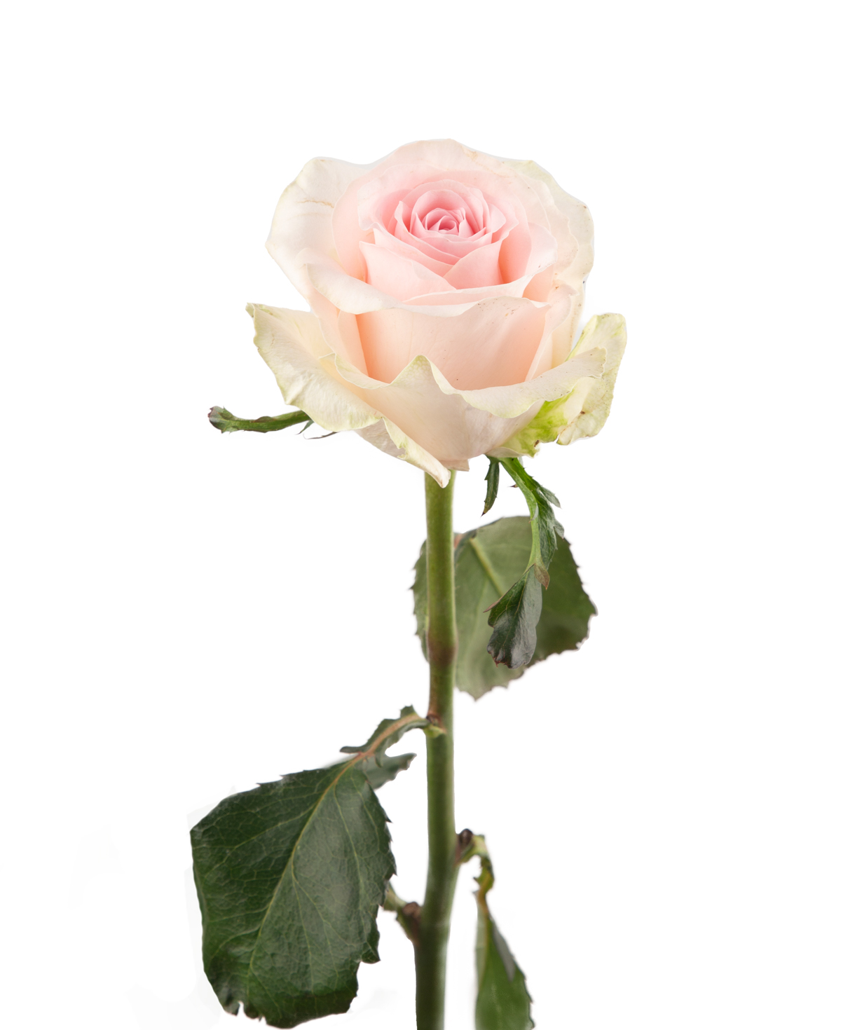 Rose `Revival sweet` light pink, 80 cm