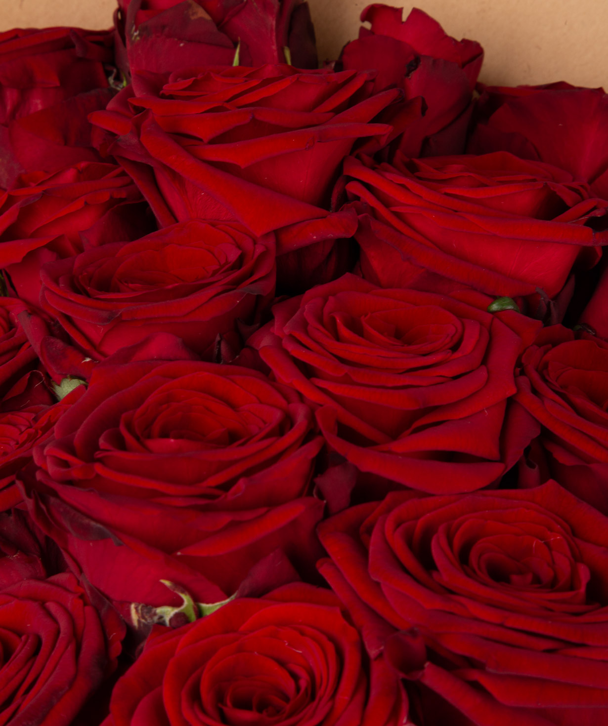 Ծաղկեփունջ «Մոդենա‎» վարդերով