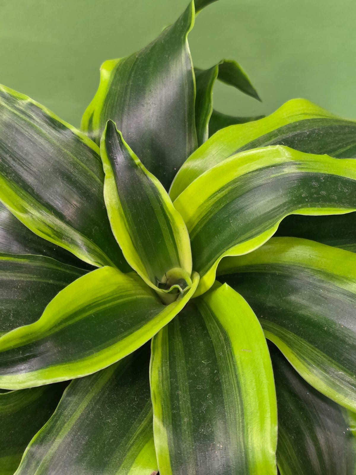 Растение «Greenarium» Dracaena Tornado  №37