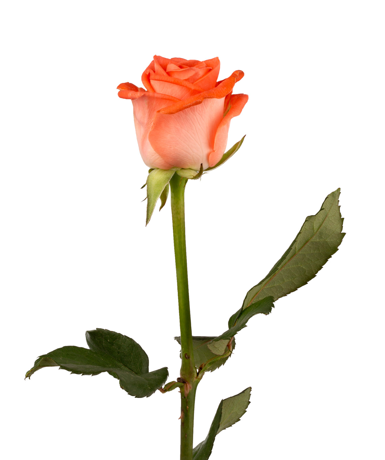 Rose `Giardinia` orange, 80 cm