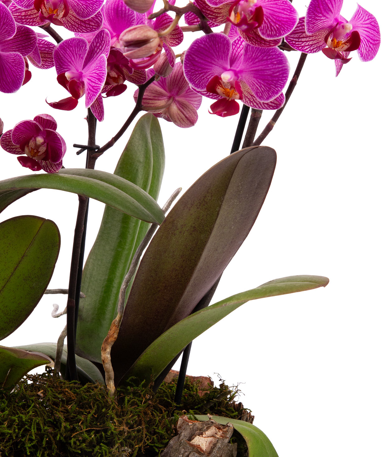 Растение «Orchid Gallery» Орхидея №32