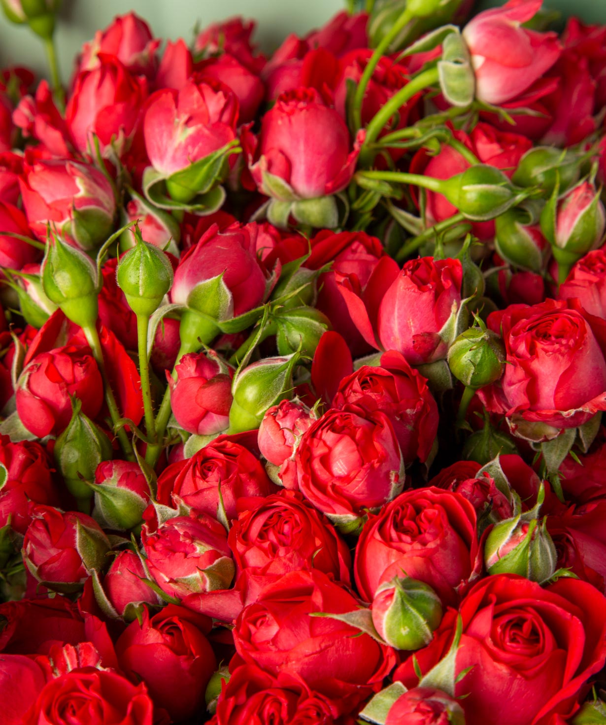 Ծաղկեփունջ «Դամոնա» փնջային վարդերով