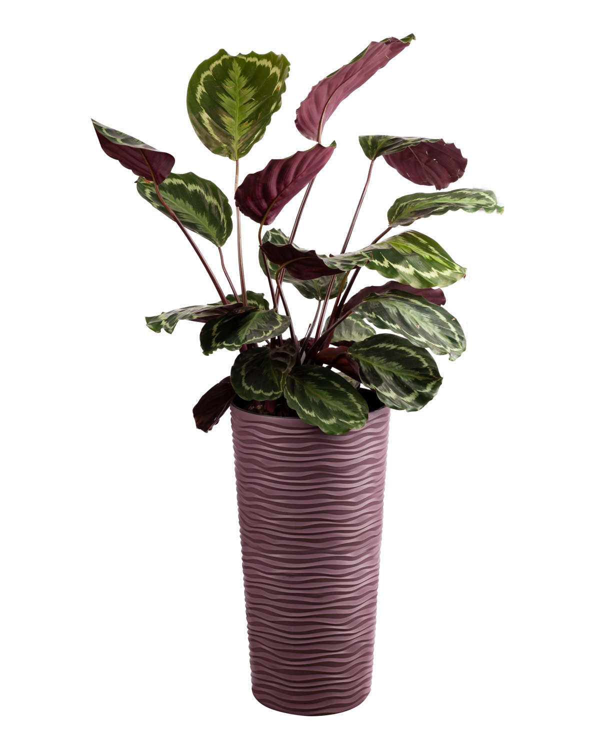 Калатея медальон ''Orchid Gallery''