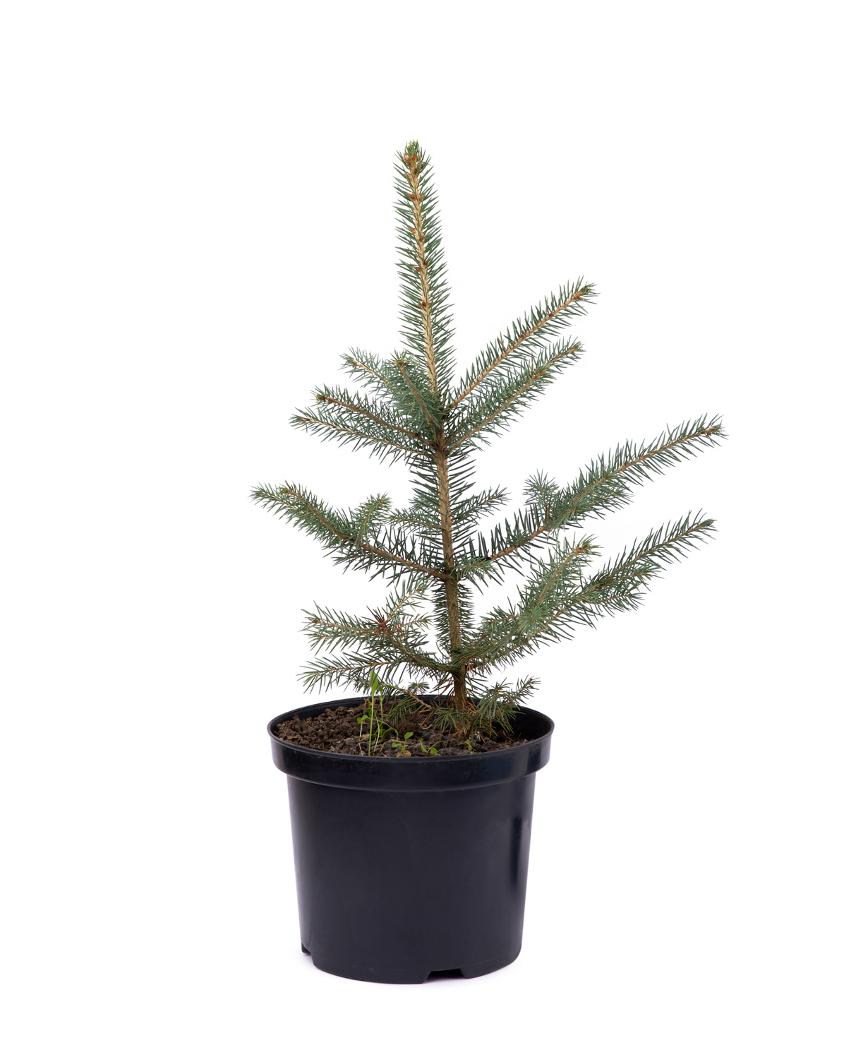 Natural Christmas tree `EM Flowers` fir