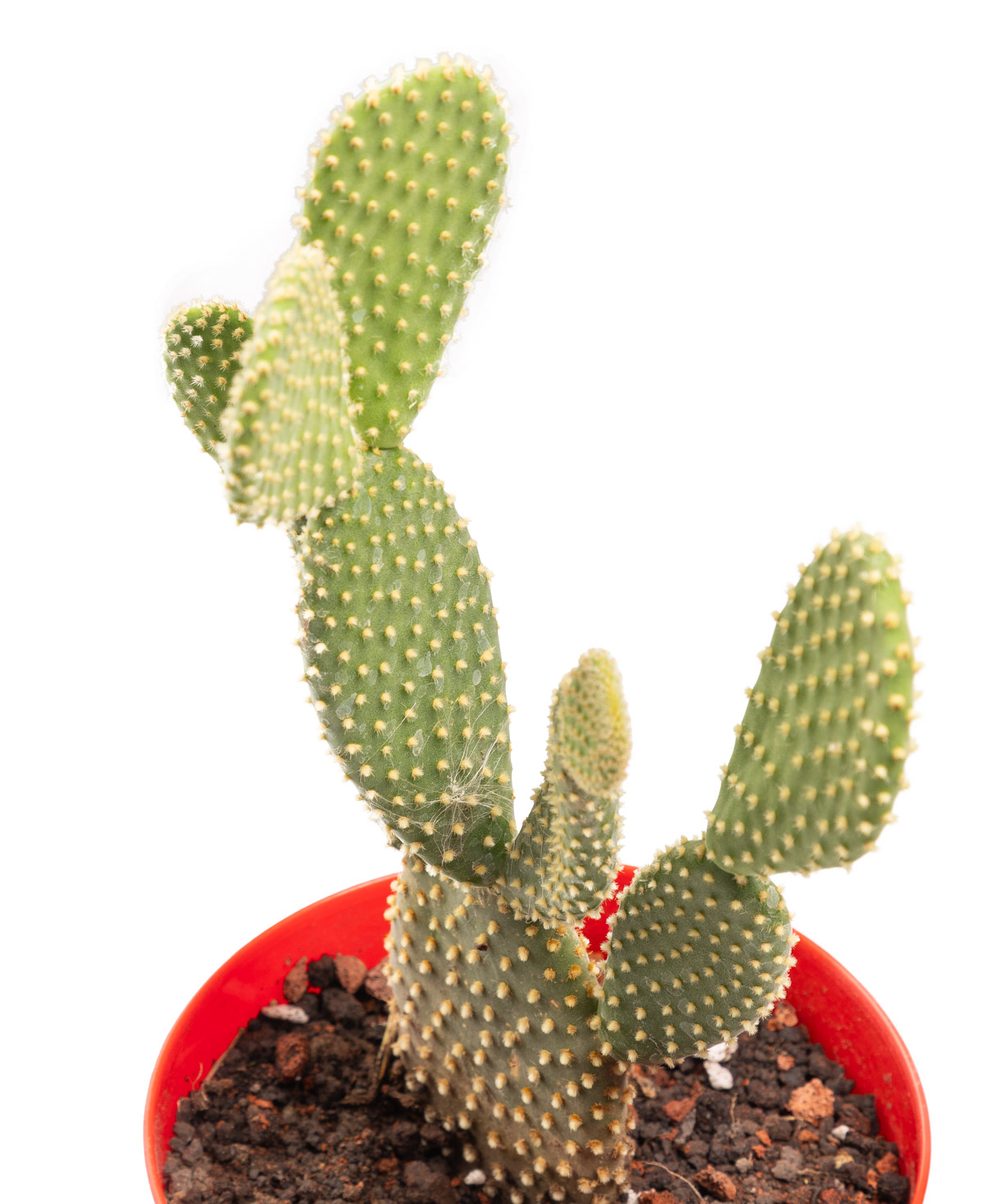 Plant «Eco Garden» Prickly pear №62
