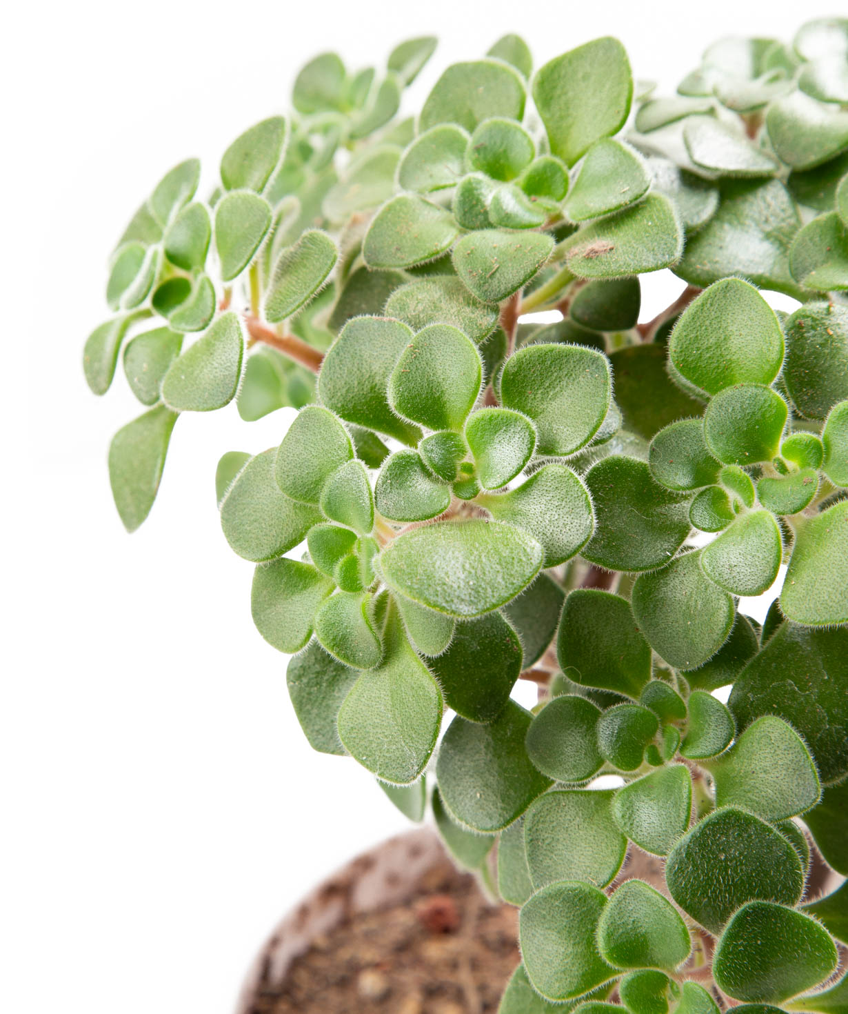 Plant «Eco Garden» Aichryson №1