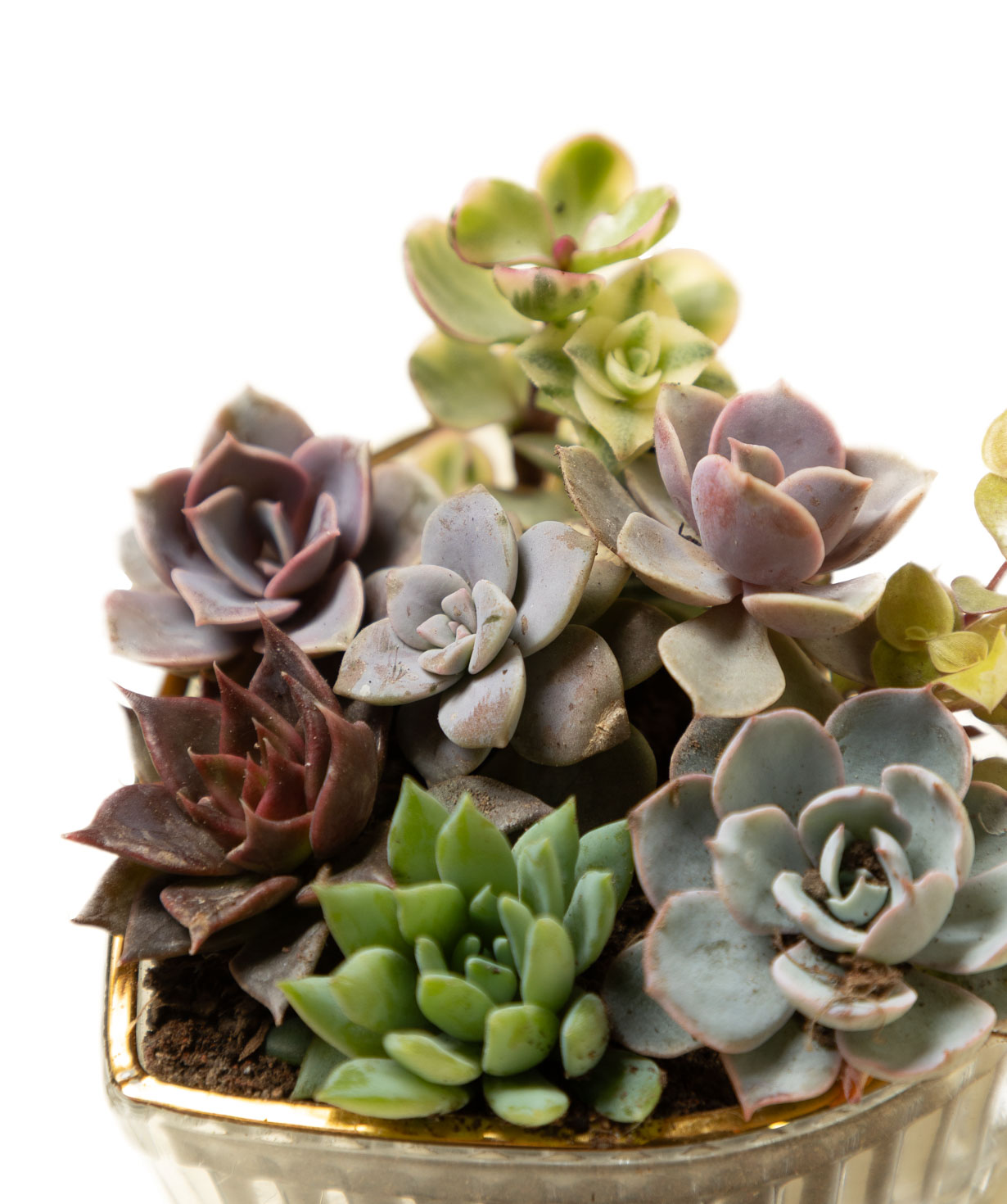 Plant «Eco Garden» Succulent №84