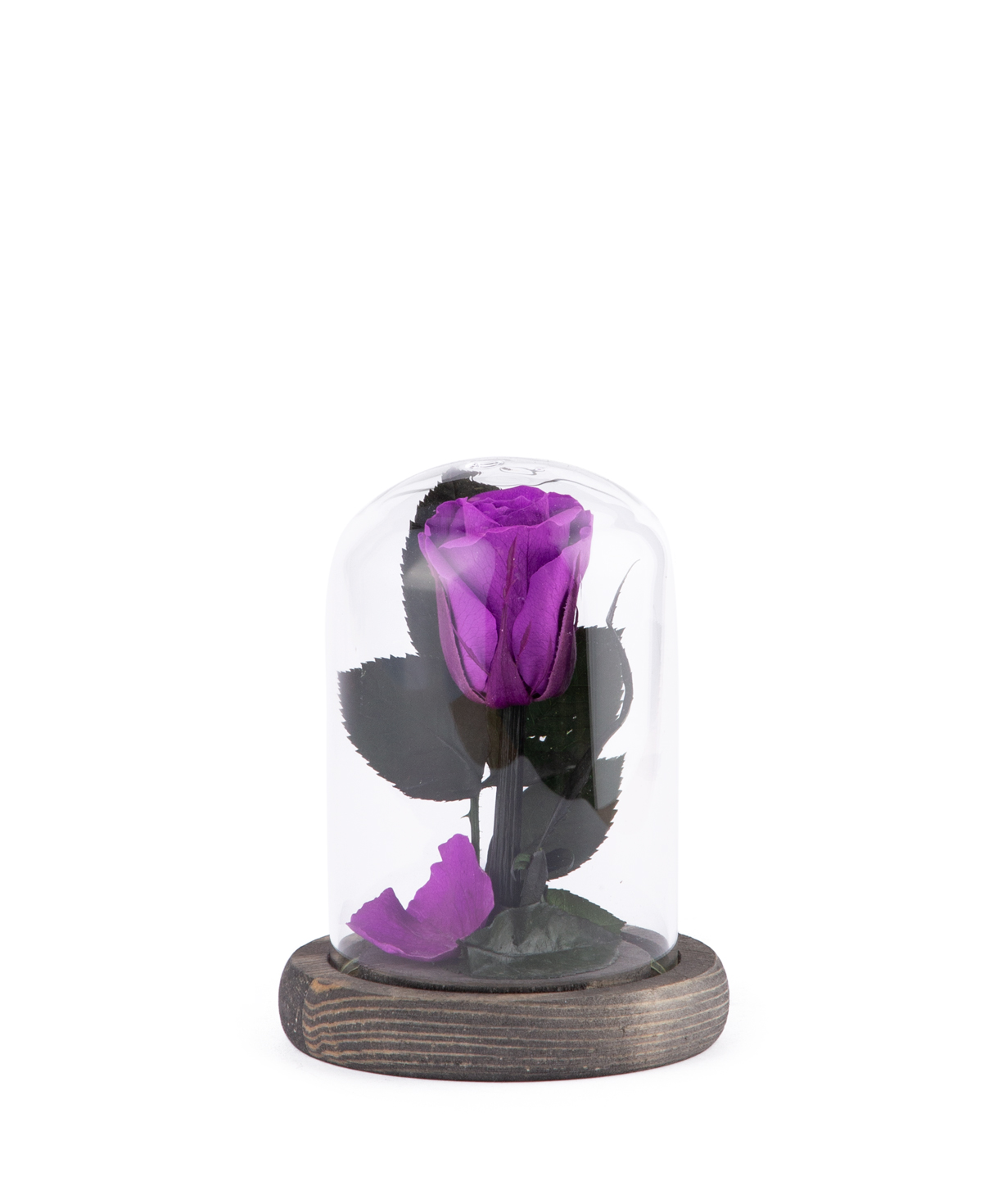 Роза `EM Flowers` вечная 12 см темно-фиолетовая