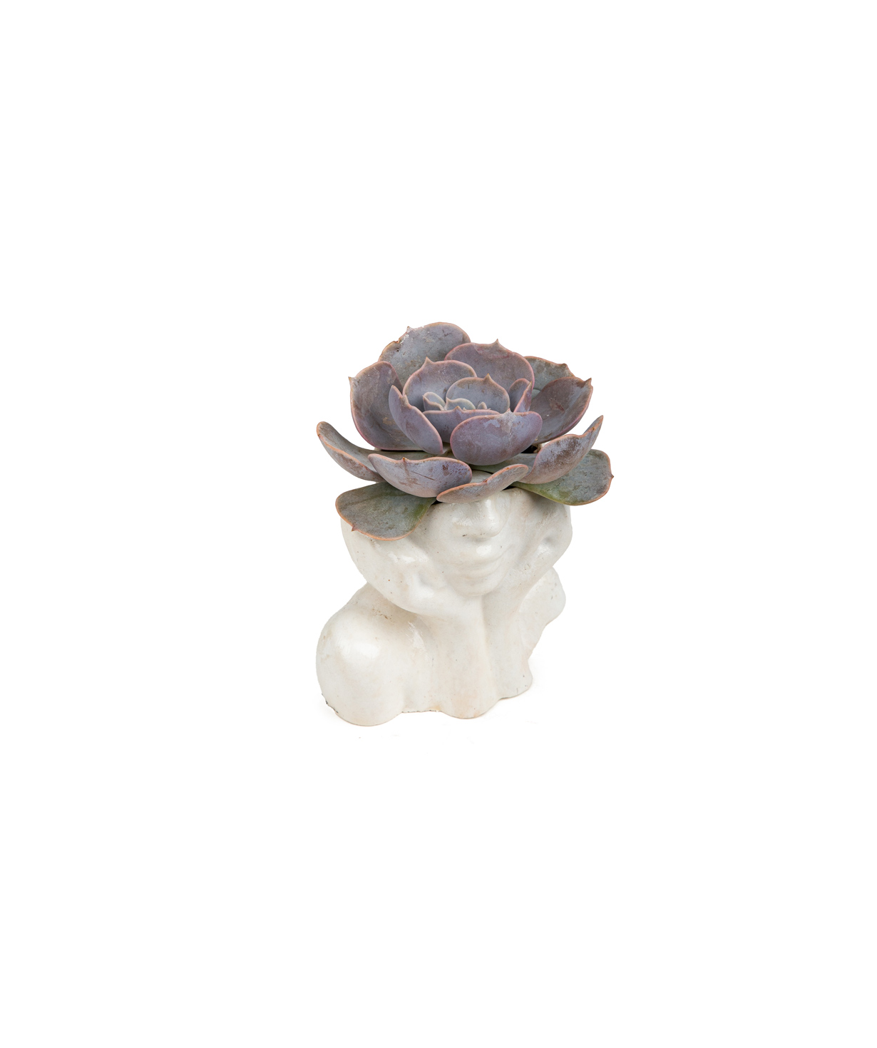 Plant «Eco Garden» Succulent №45