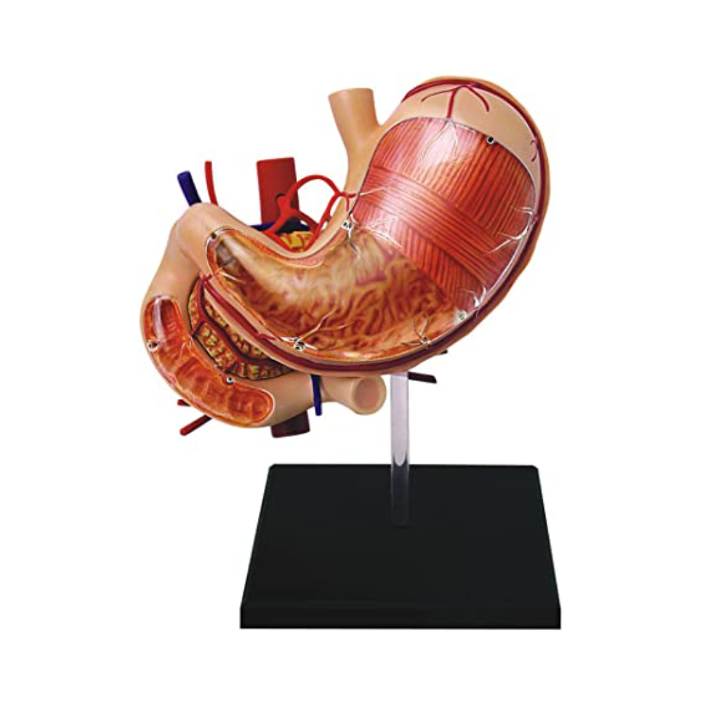 Compilation of 4D Stomach Anatomy