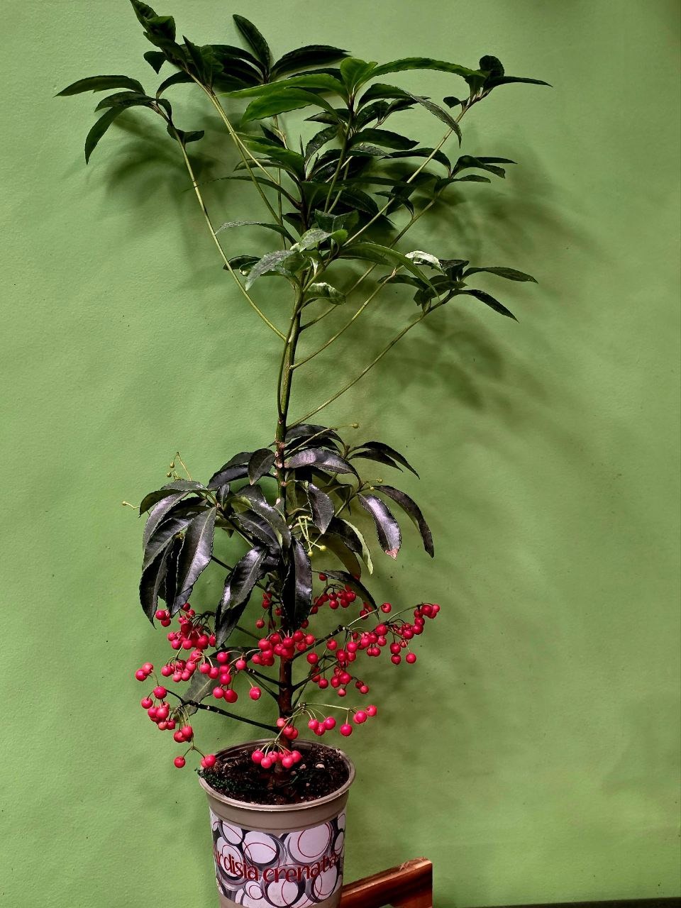 Растение «Greenarium» Ardisia №39
