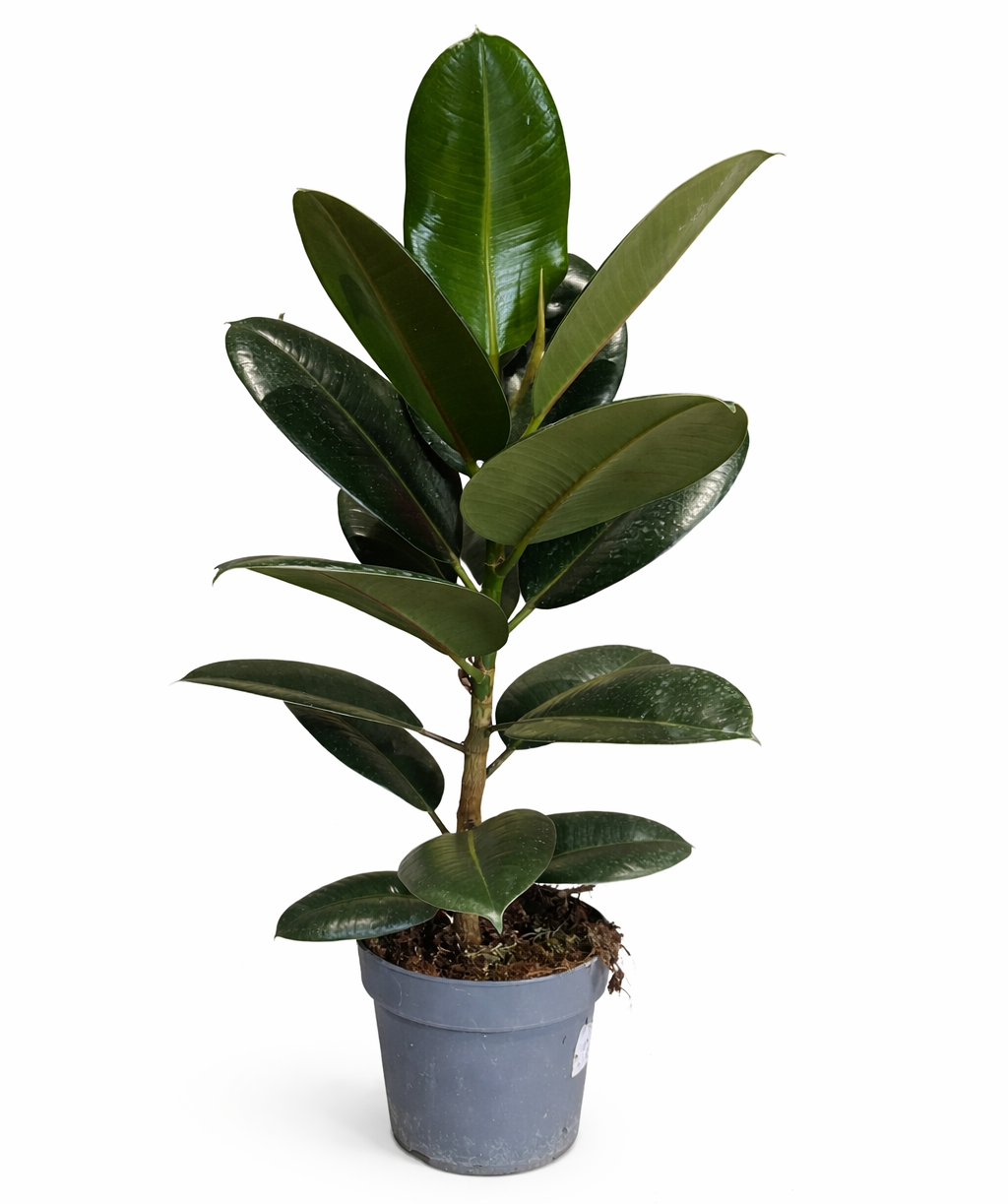 Растение «O2 Gardens» Ficus Robusta