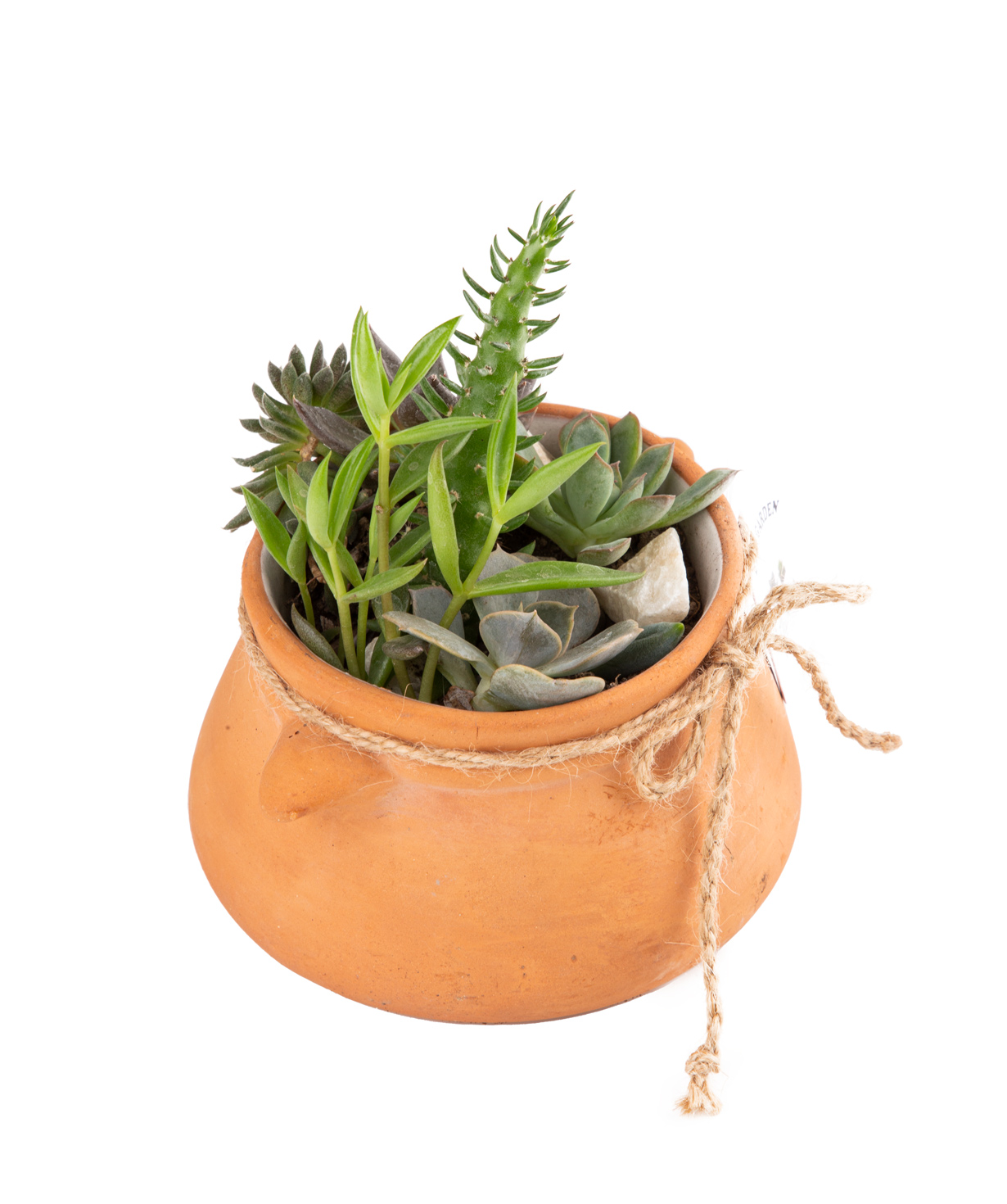 Plant ''Eco Garden'' Succulent and Cactus №29