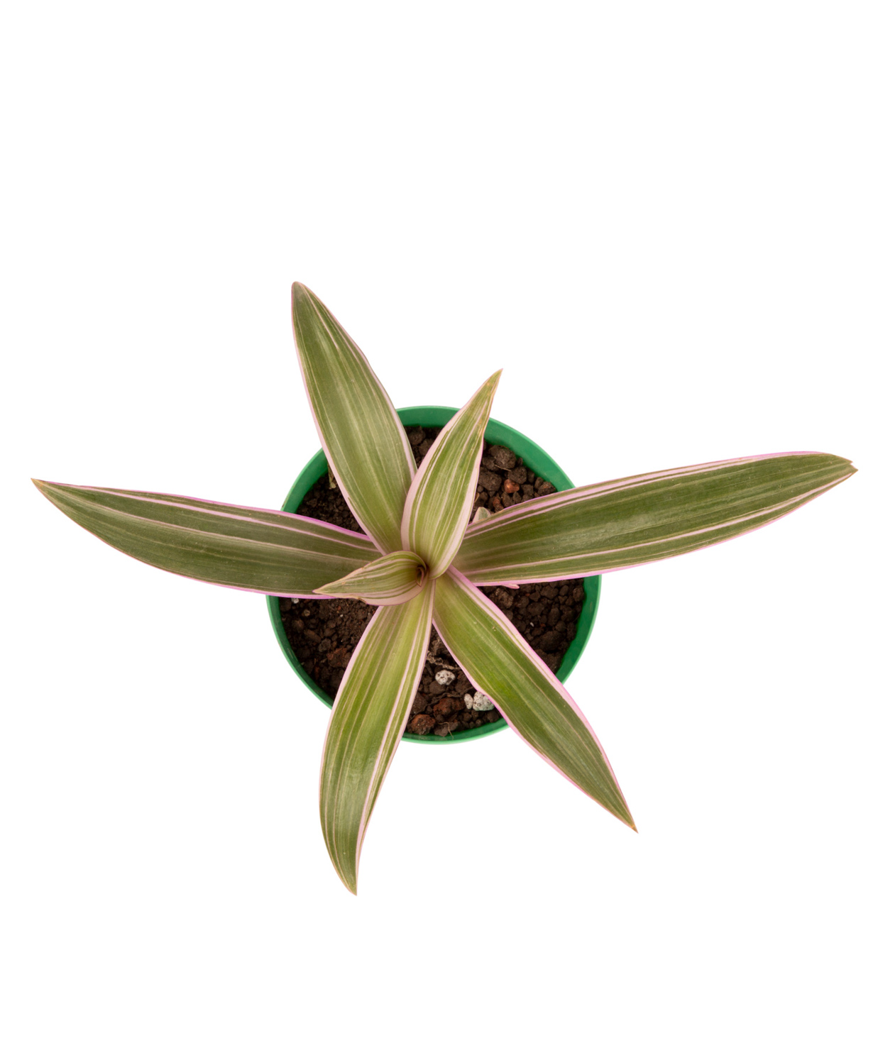 Plant `Eco Garden` Succulent №9