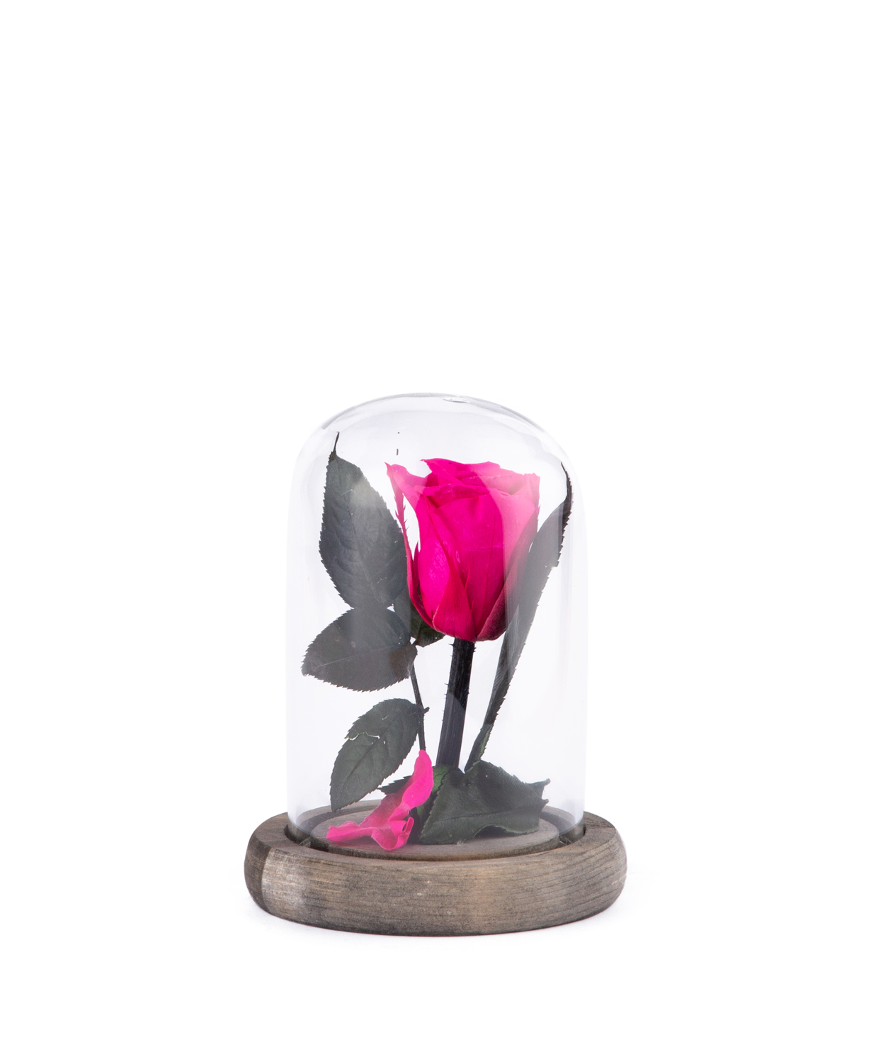 Роза `EM Flowers` вечная 12 см темно-розовая