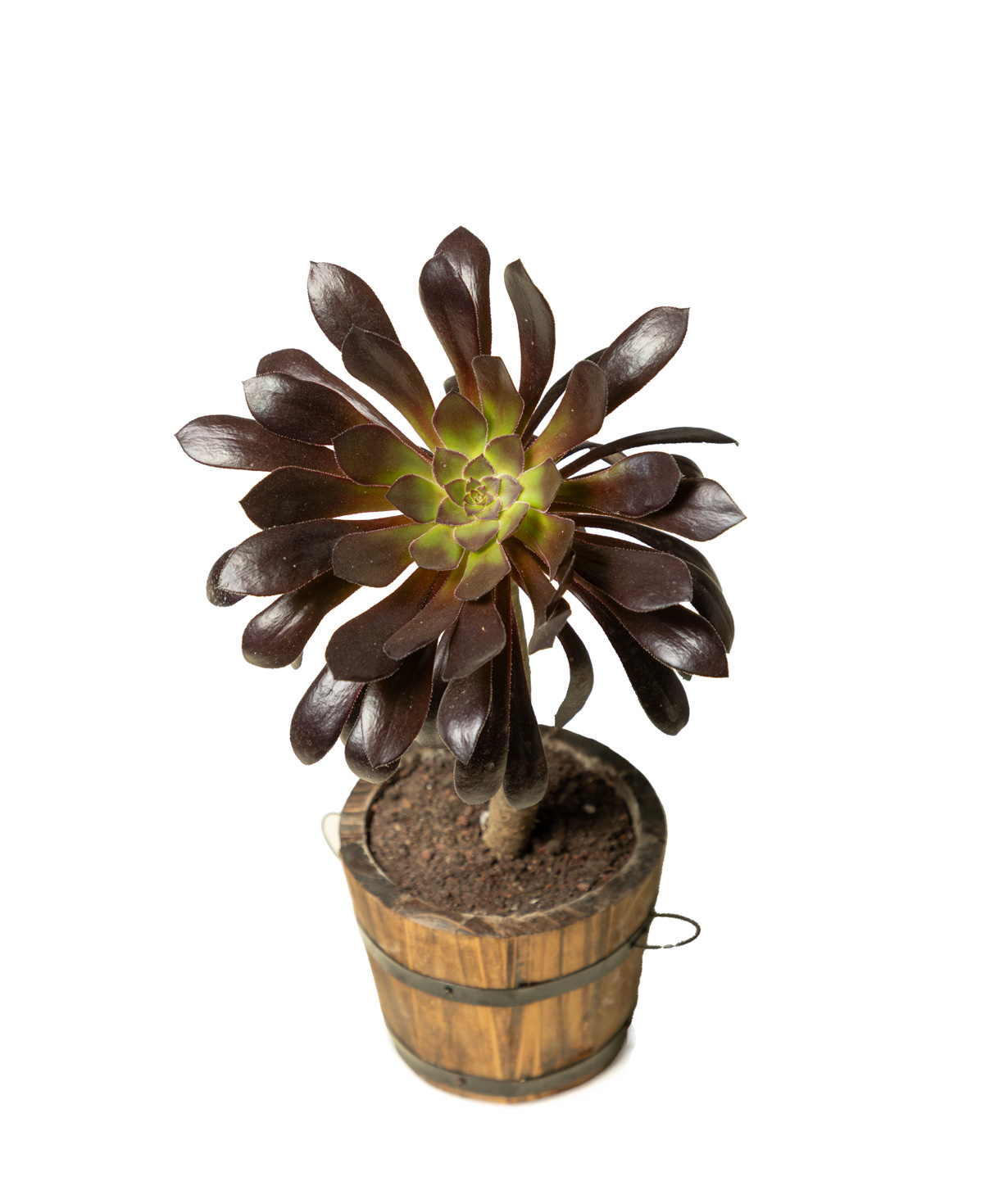 Plant «Eco Garden» Black Aeonium №76