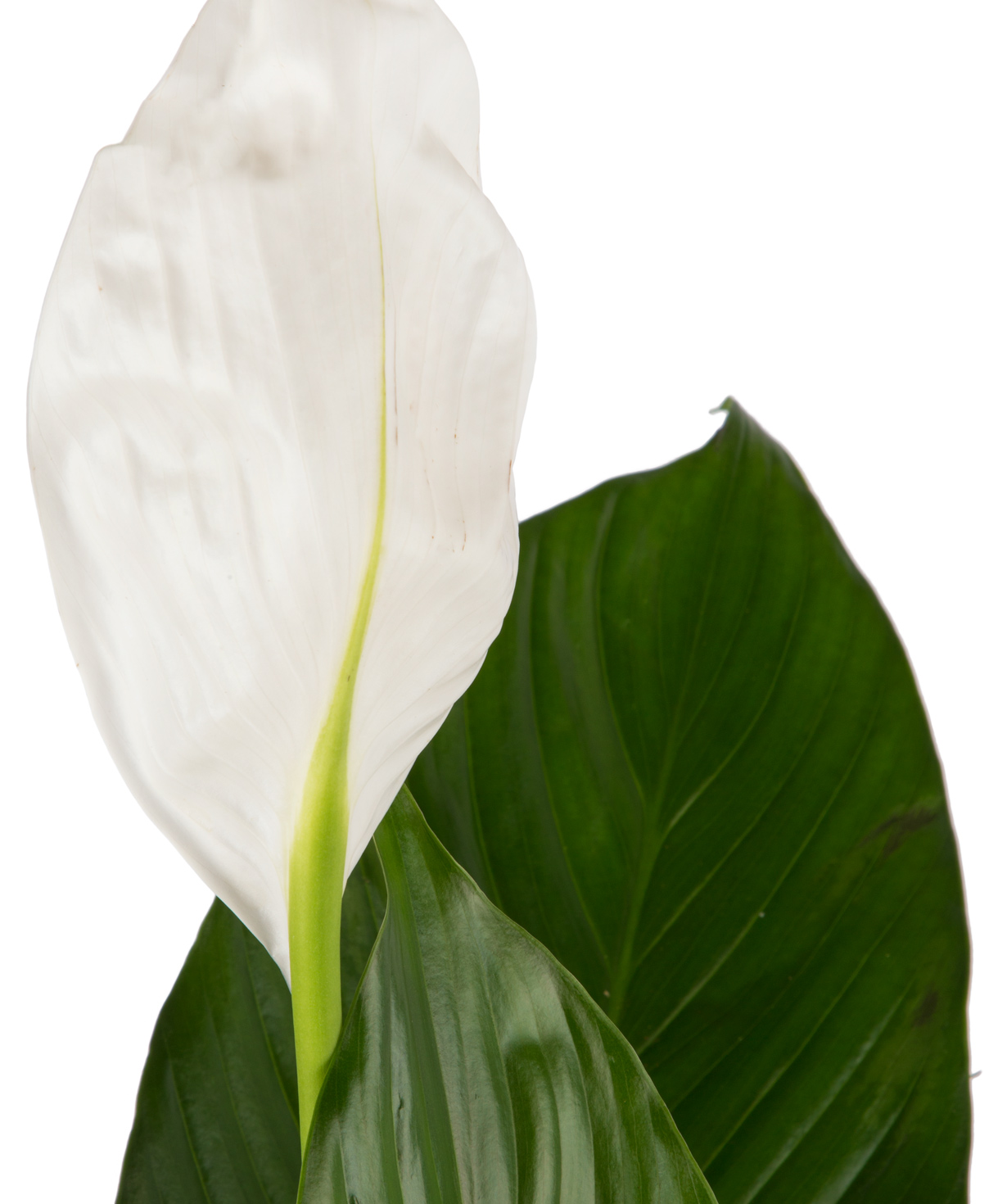 Растение `Orchid Gallery Спатифиллум №4