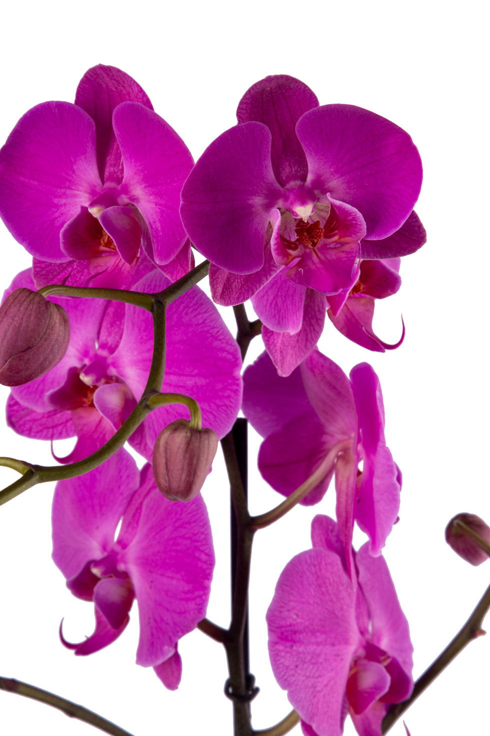 Растение `Orchid Gallery` Орхидея №12