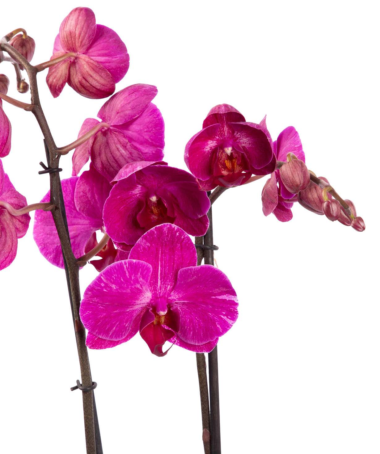Растение «Orchid Gallery» Орхидея №36