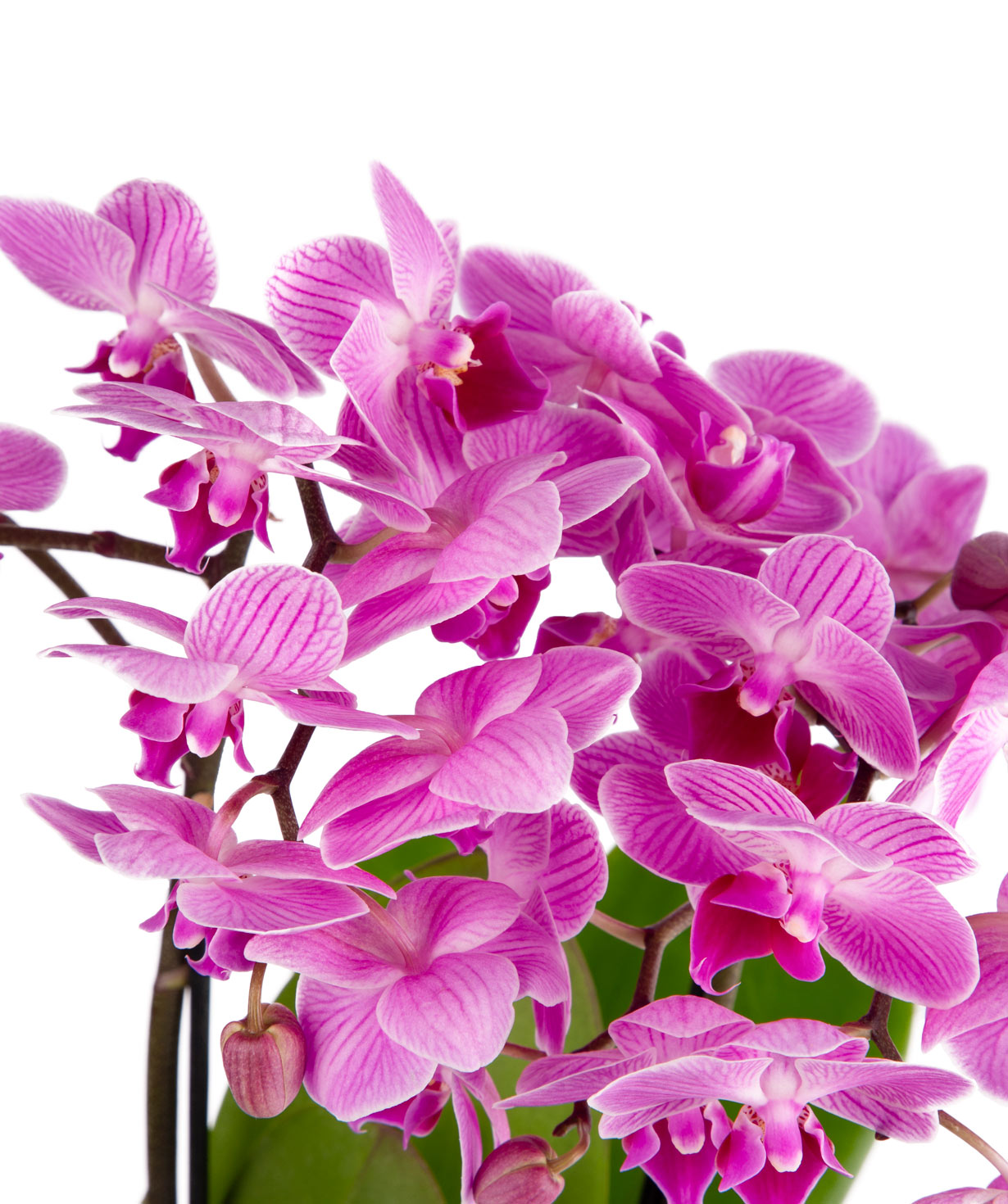 Composition ''Orchid Gallery'' with orchids