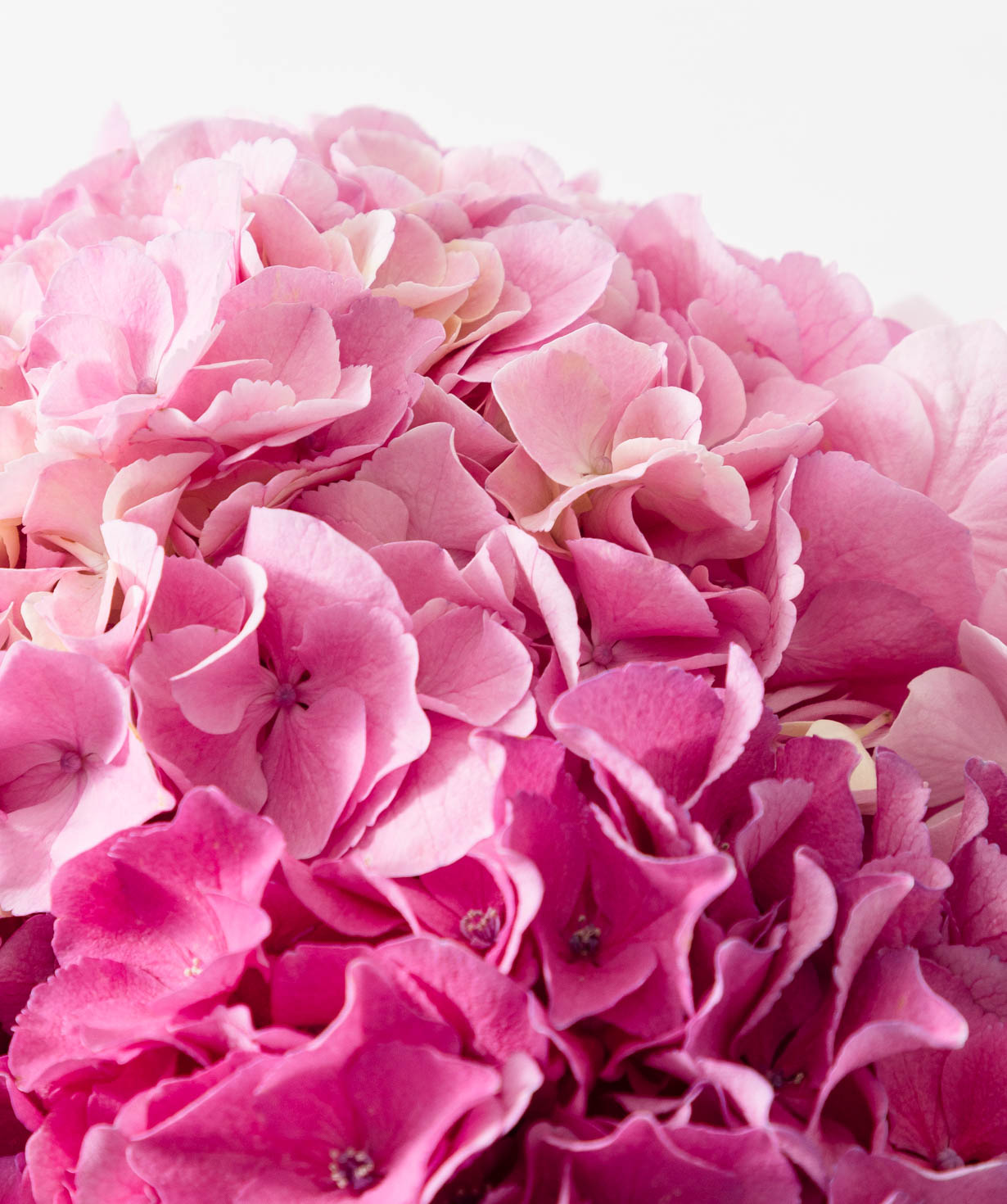 Bouquet “Pink Cloud”