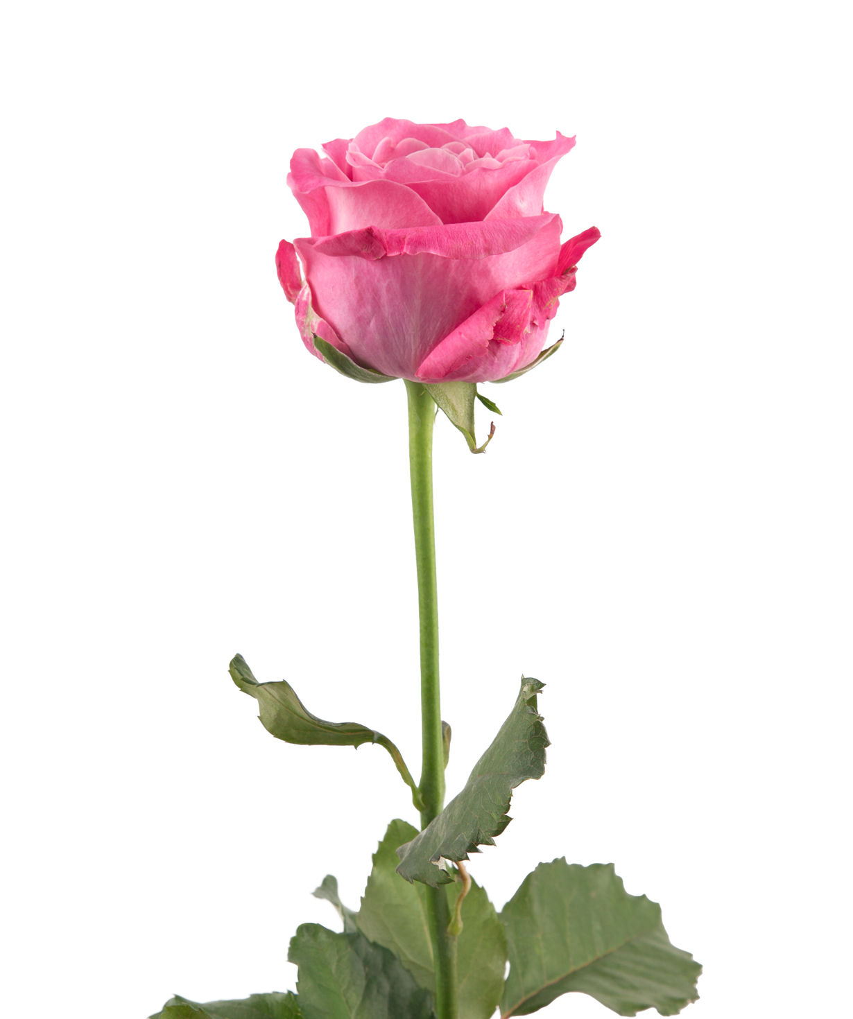 Rose «All 4 Love» 1 pc, 80 cm