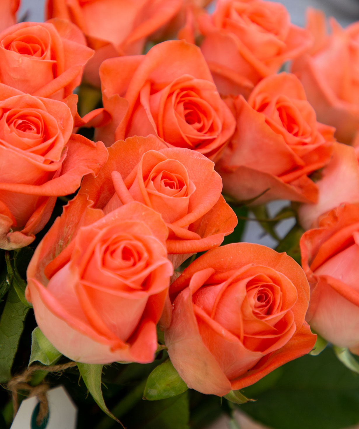 Розы `Green gene` оранжевые 15 шт, 90 см