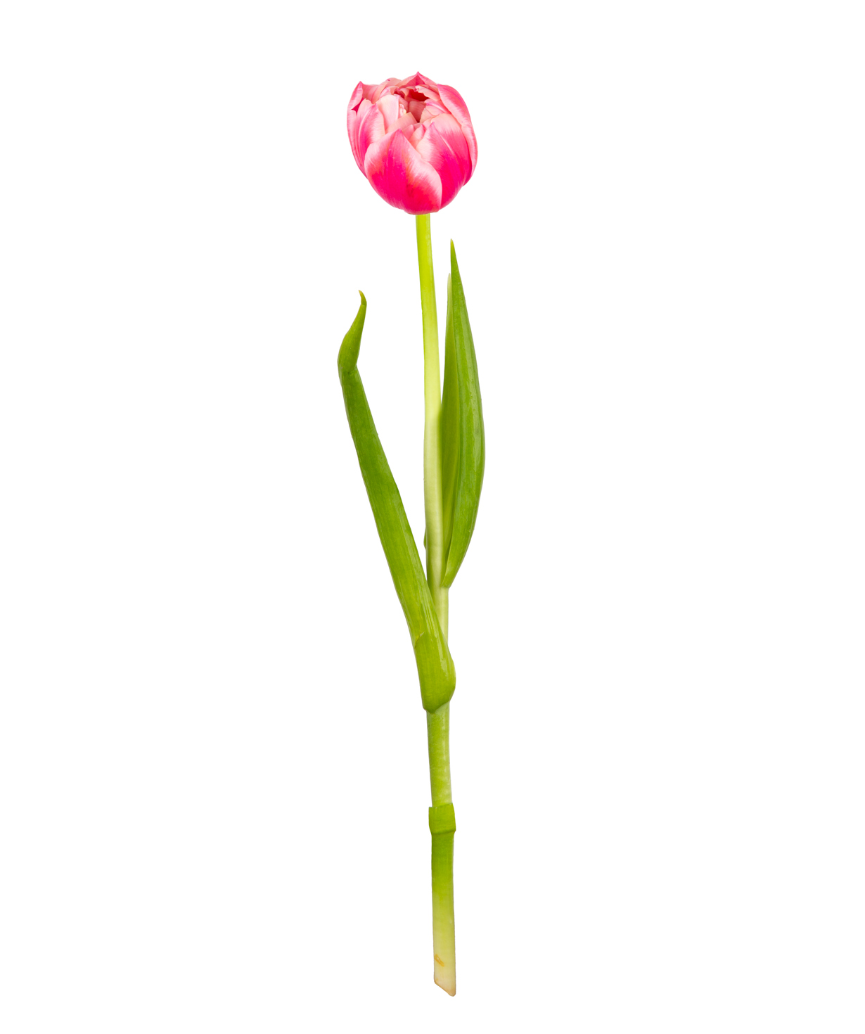 Tulip «Mon Amie» pink, 1 pc №1