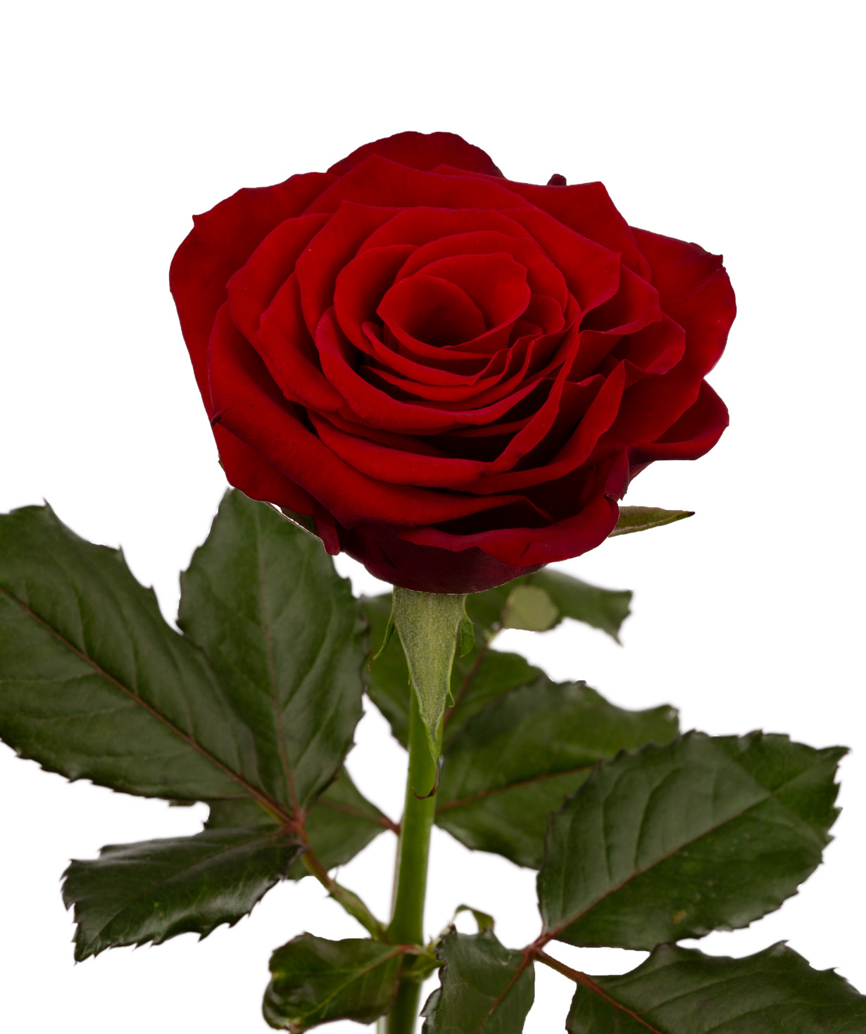 Rose `Prestige` red, 80 cm