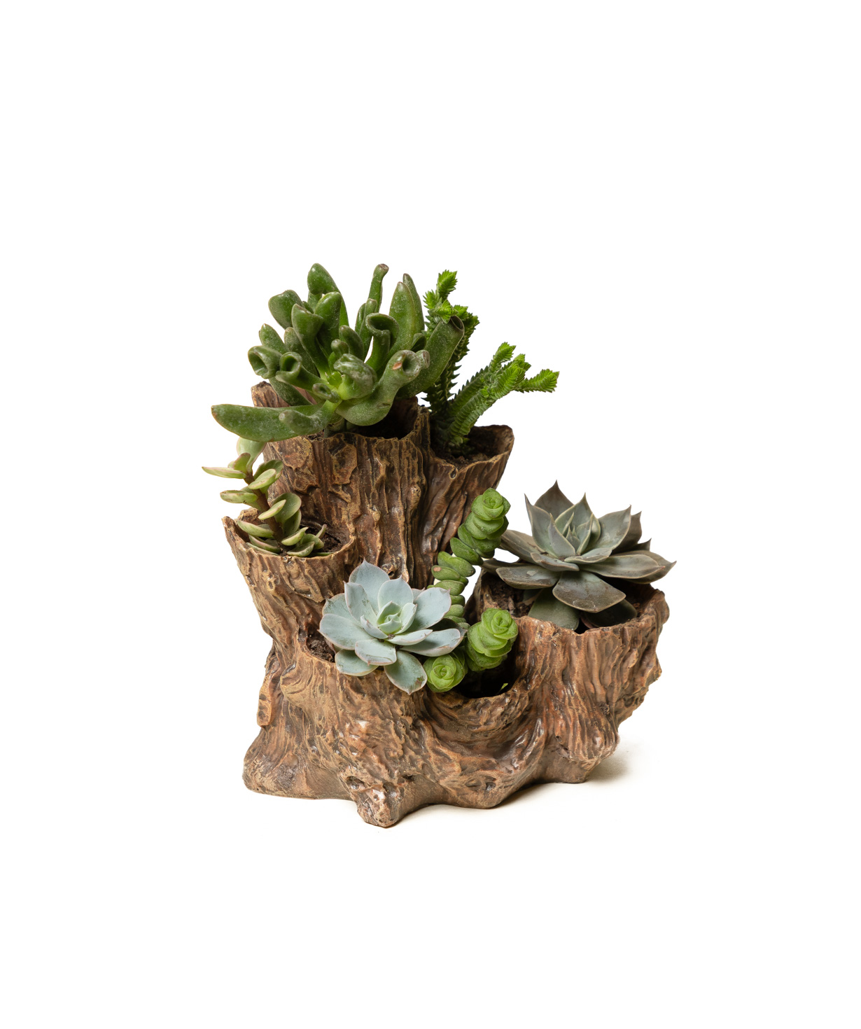 Plant «Eco Garden» Succulent №79
