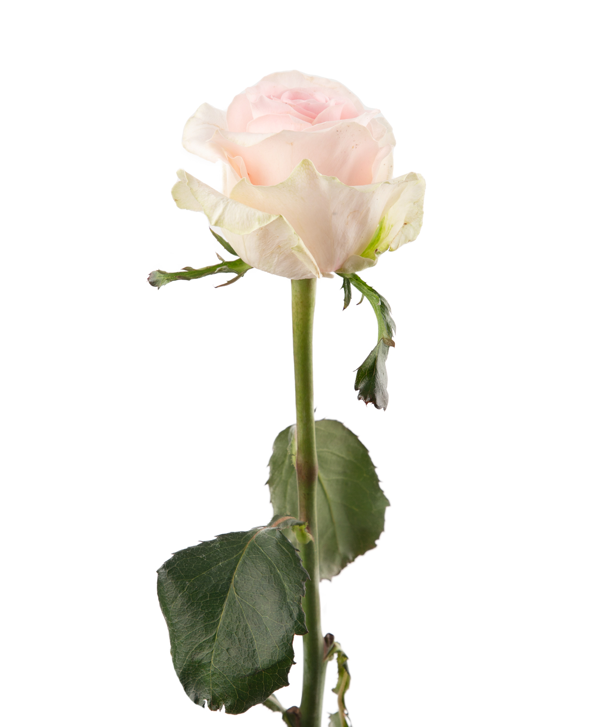 Роза `Revival sweet` светло-розовая, 80 см