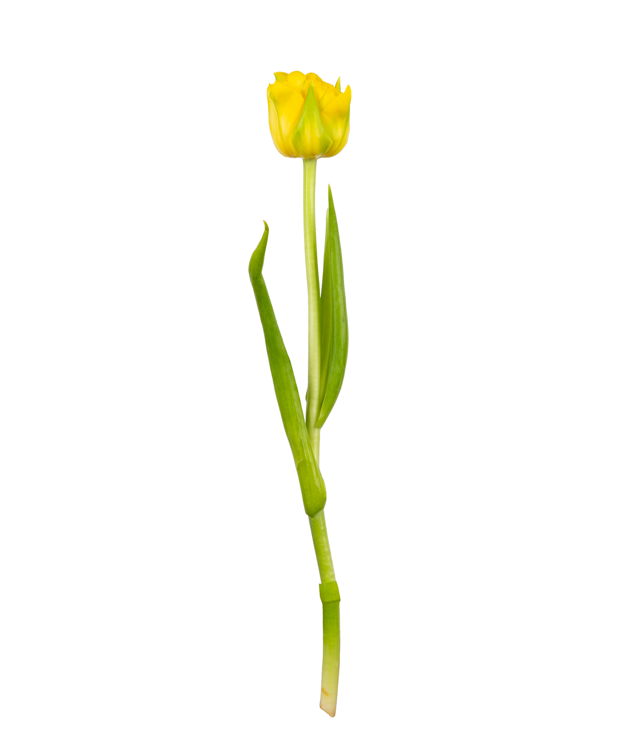 Tulip «Mon Amie» yellow, 1 pc №2