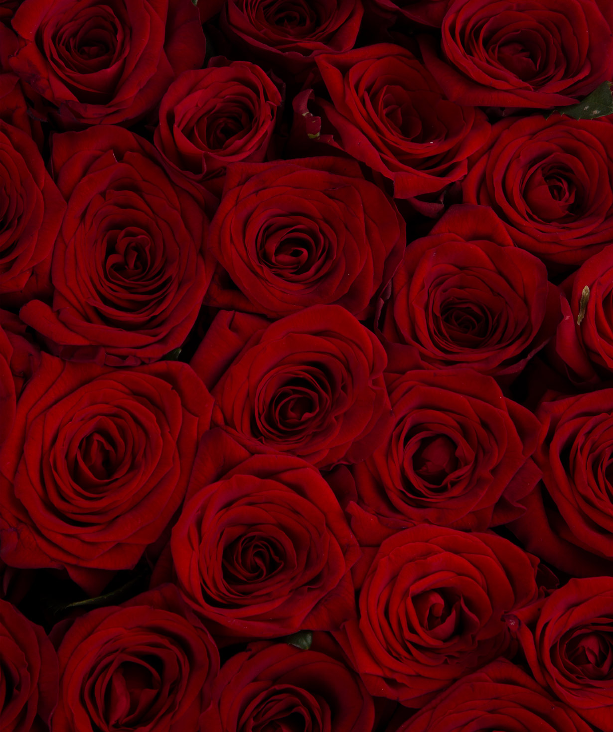Composition ''Roghudi'' with red roses