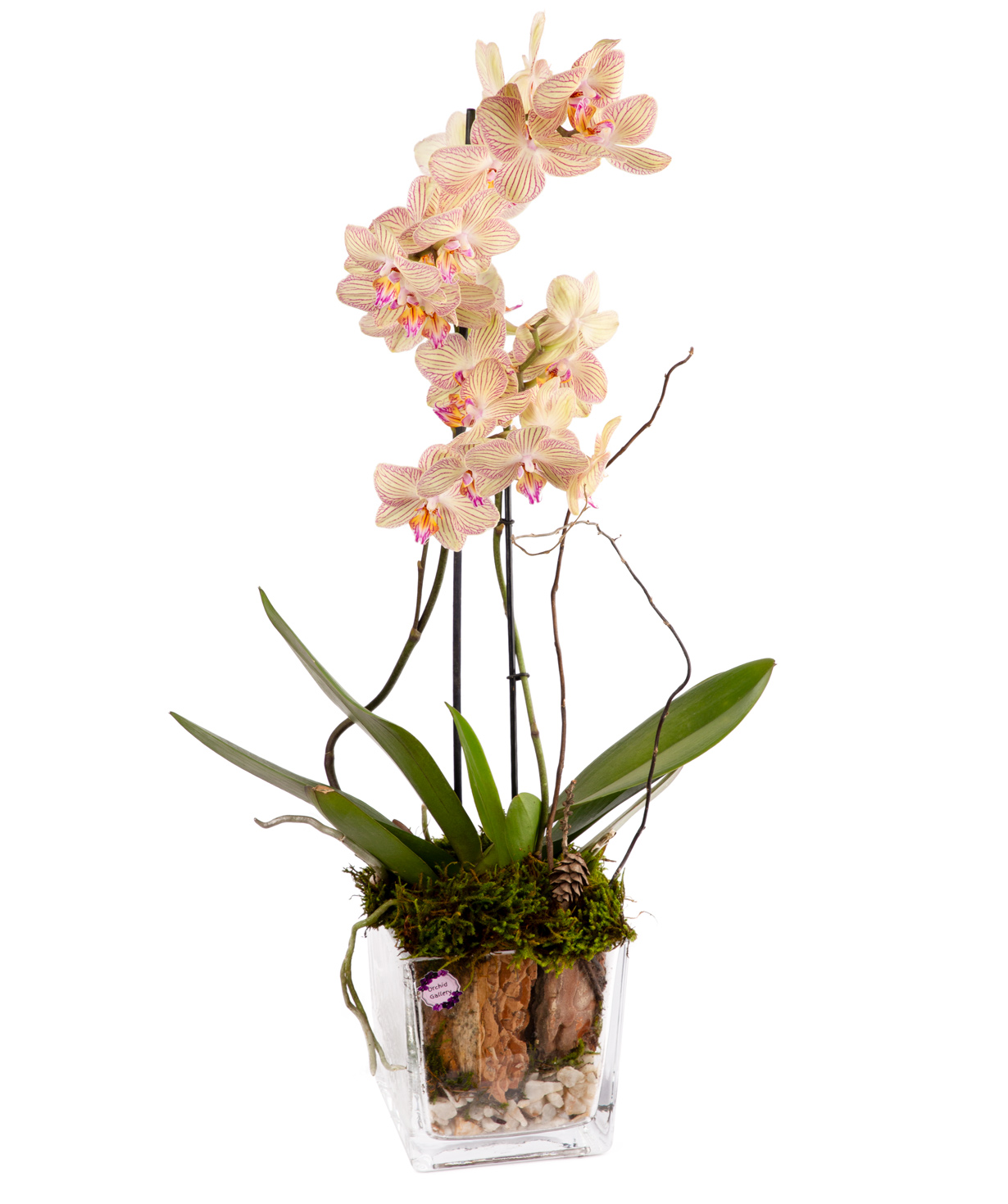 Composition ''Orchid Gallery'' with orchids